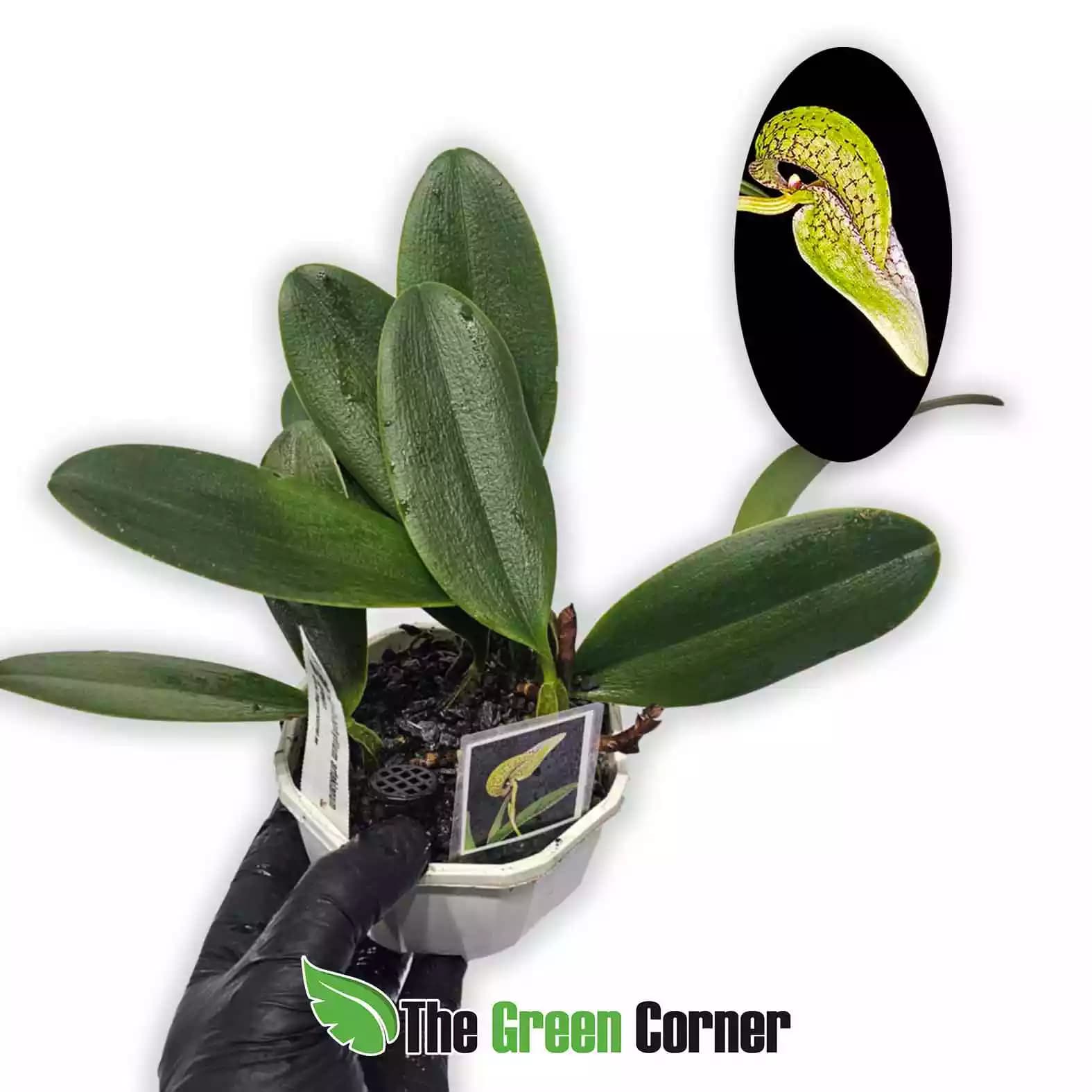 Bulbophyllum arfakianum green