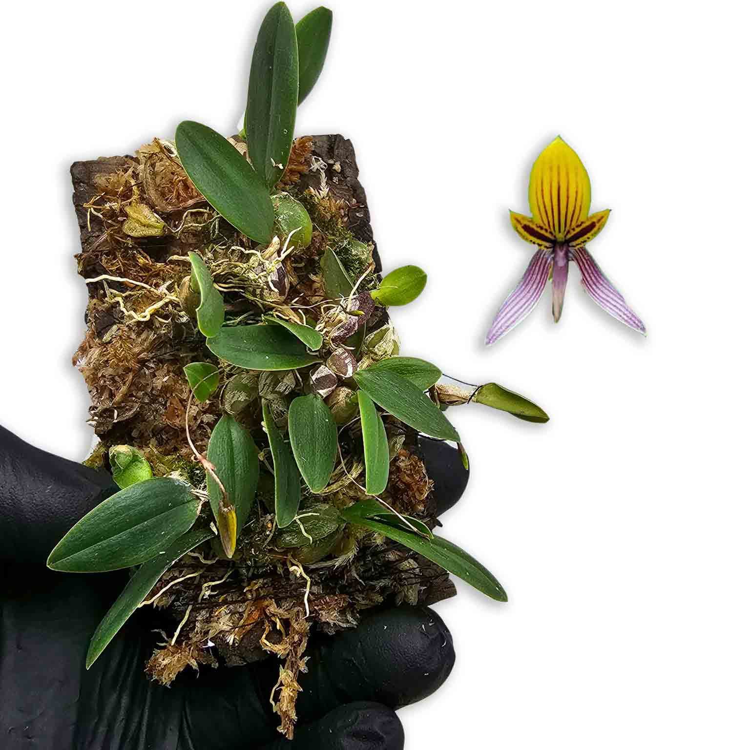 bulbophyllum-bolsterii