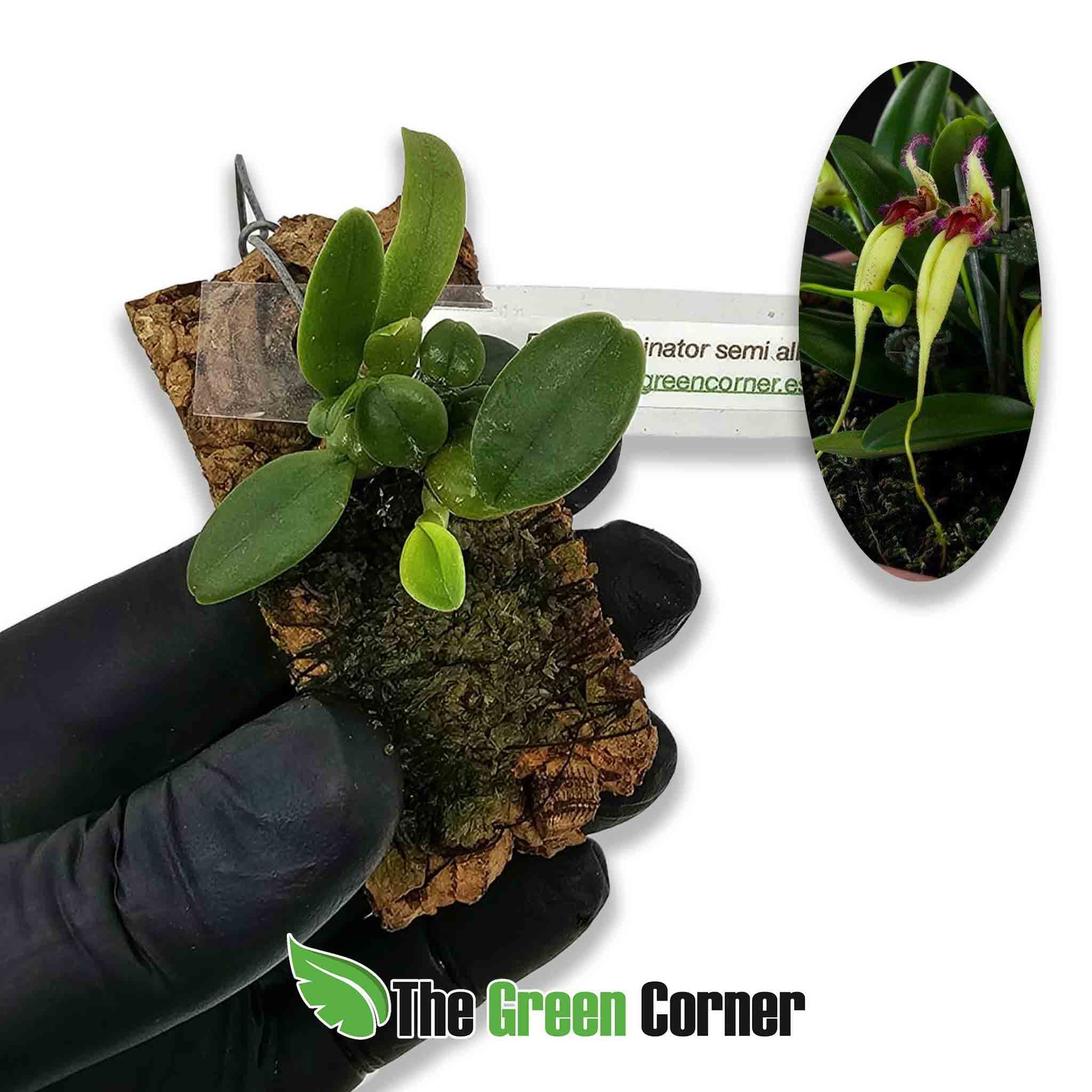 bulbophyllum-fascinator-semi-alba