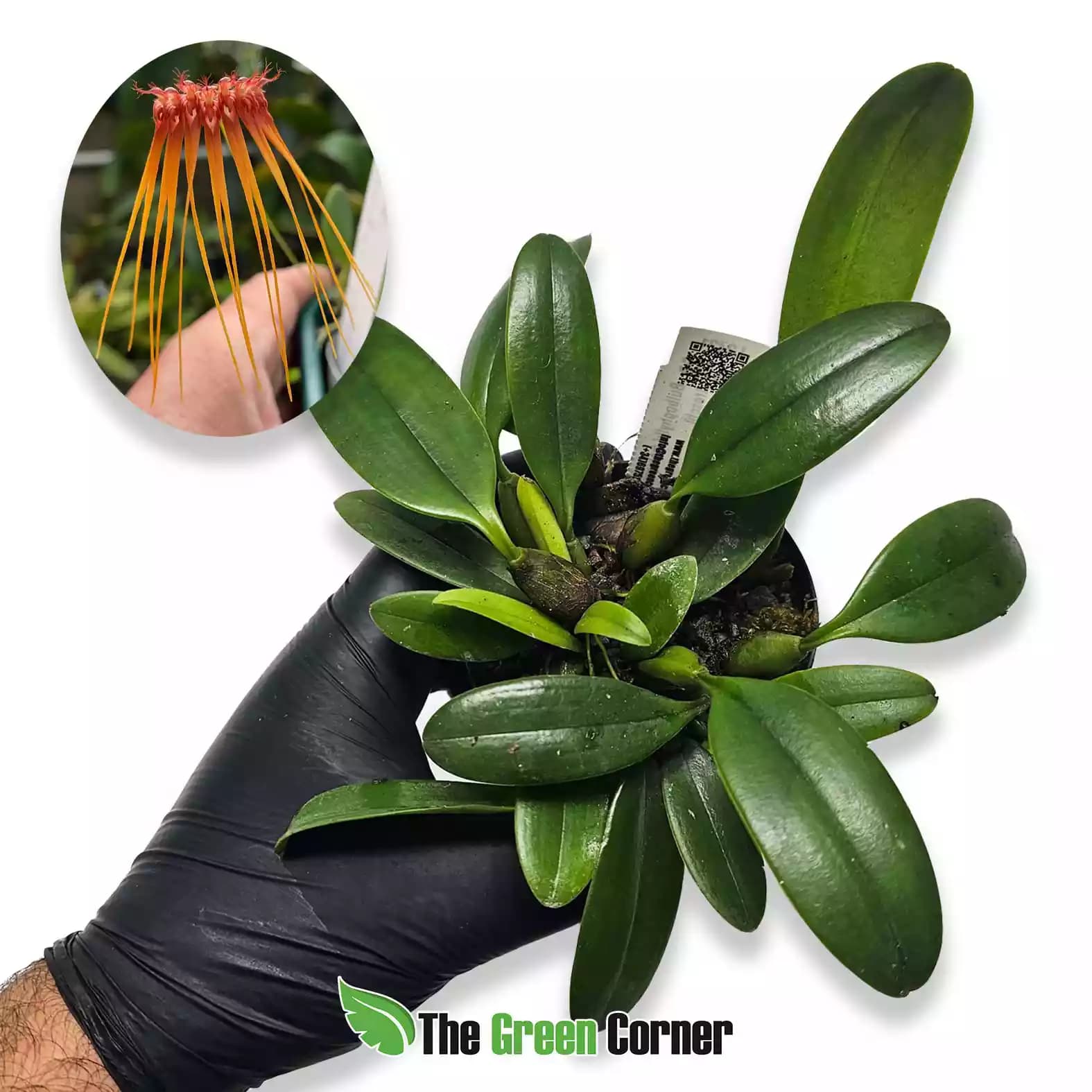 Bulbophyllum makoyanum x treschii