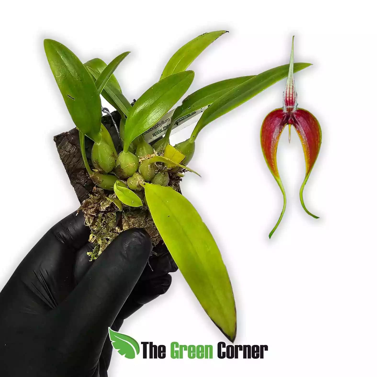 bulbophyllum-masdevalliacum