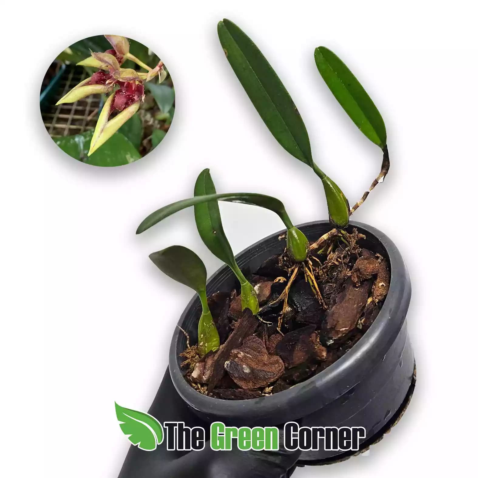bulbophyllum-pintungense