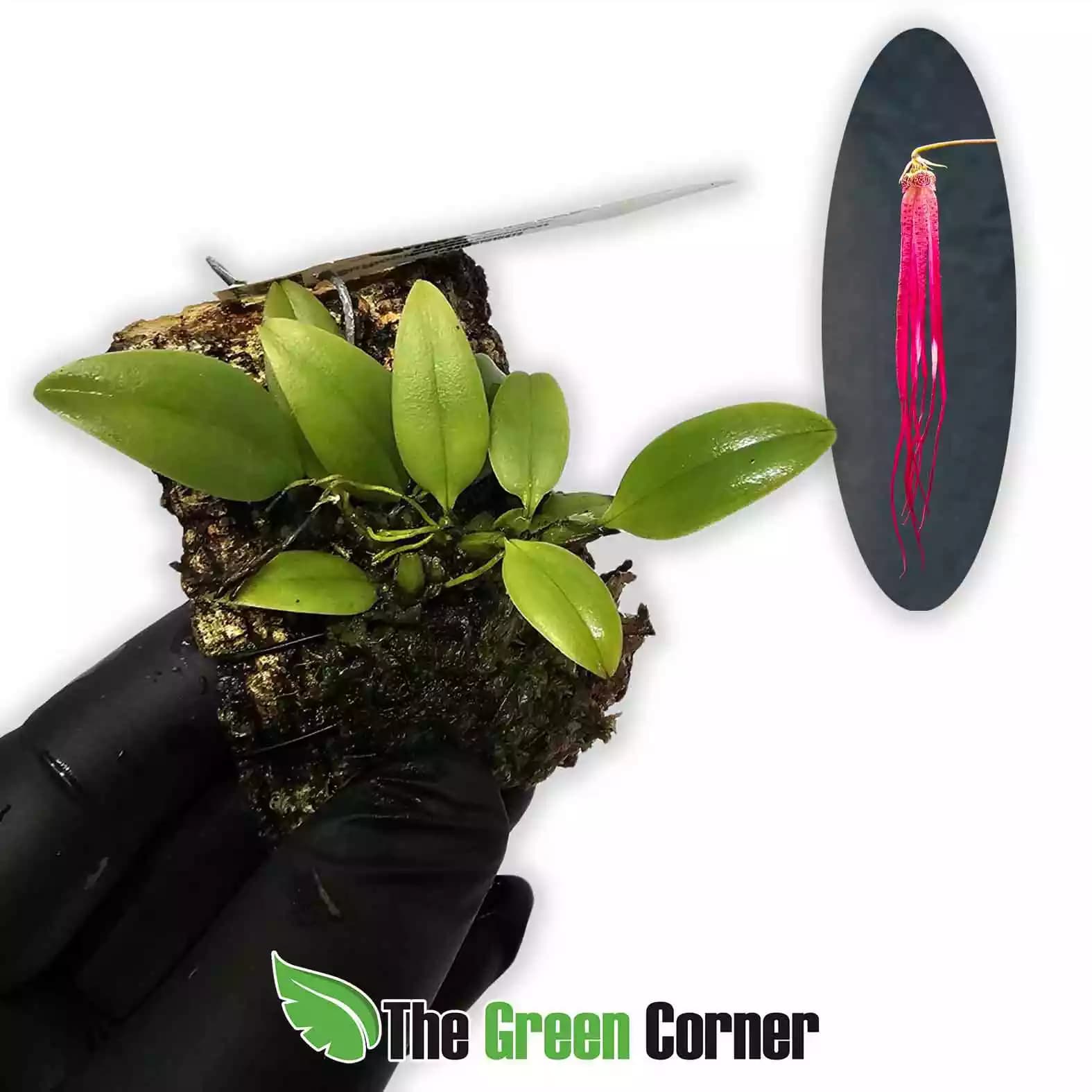 bulbophyllum-plumatum