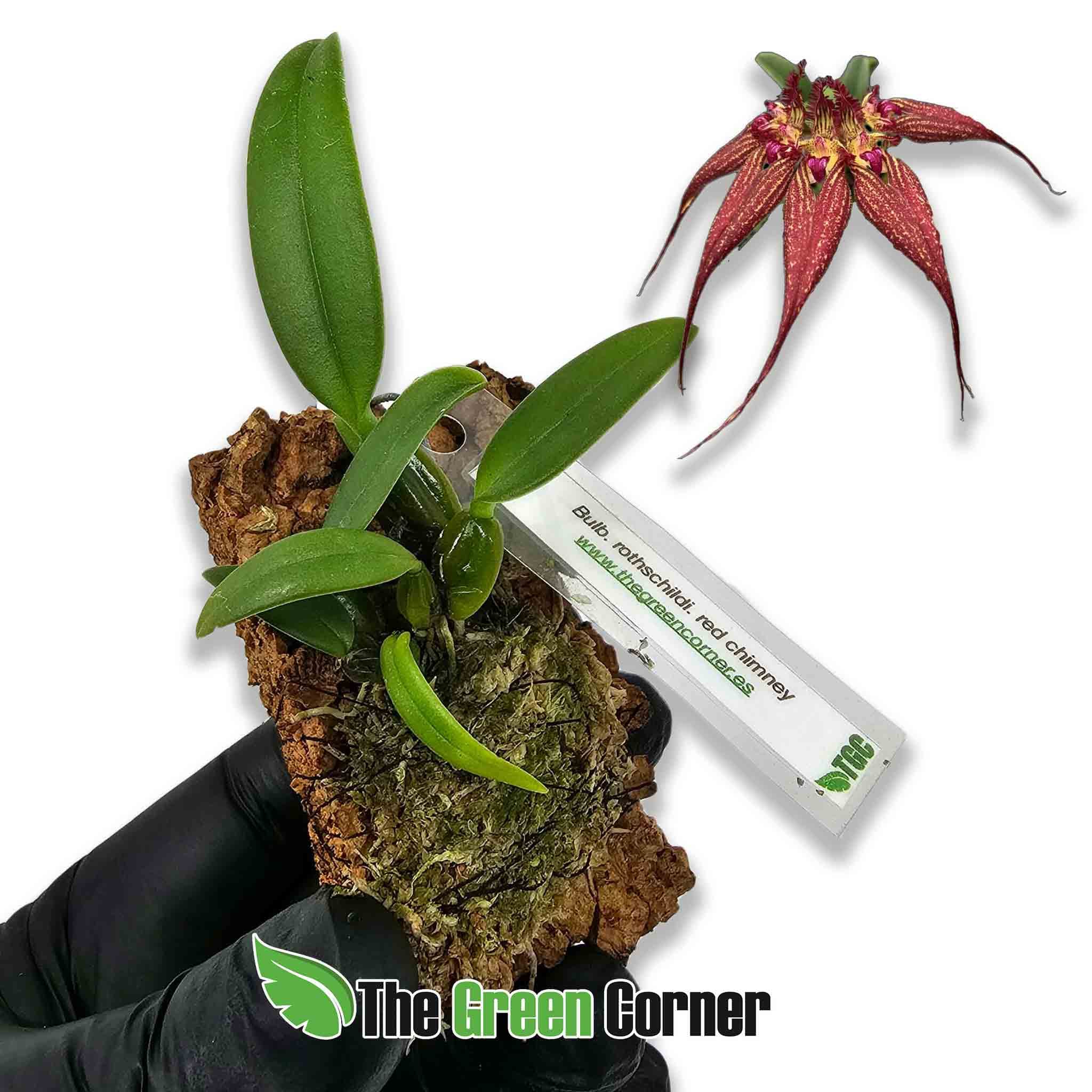 bulbophyllum-roschildianum-red-chimmey