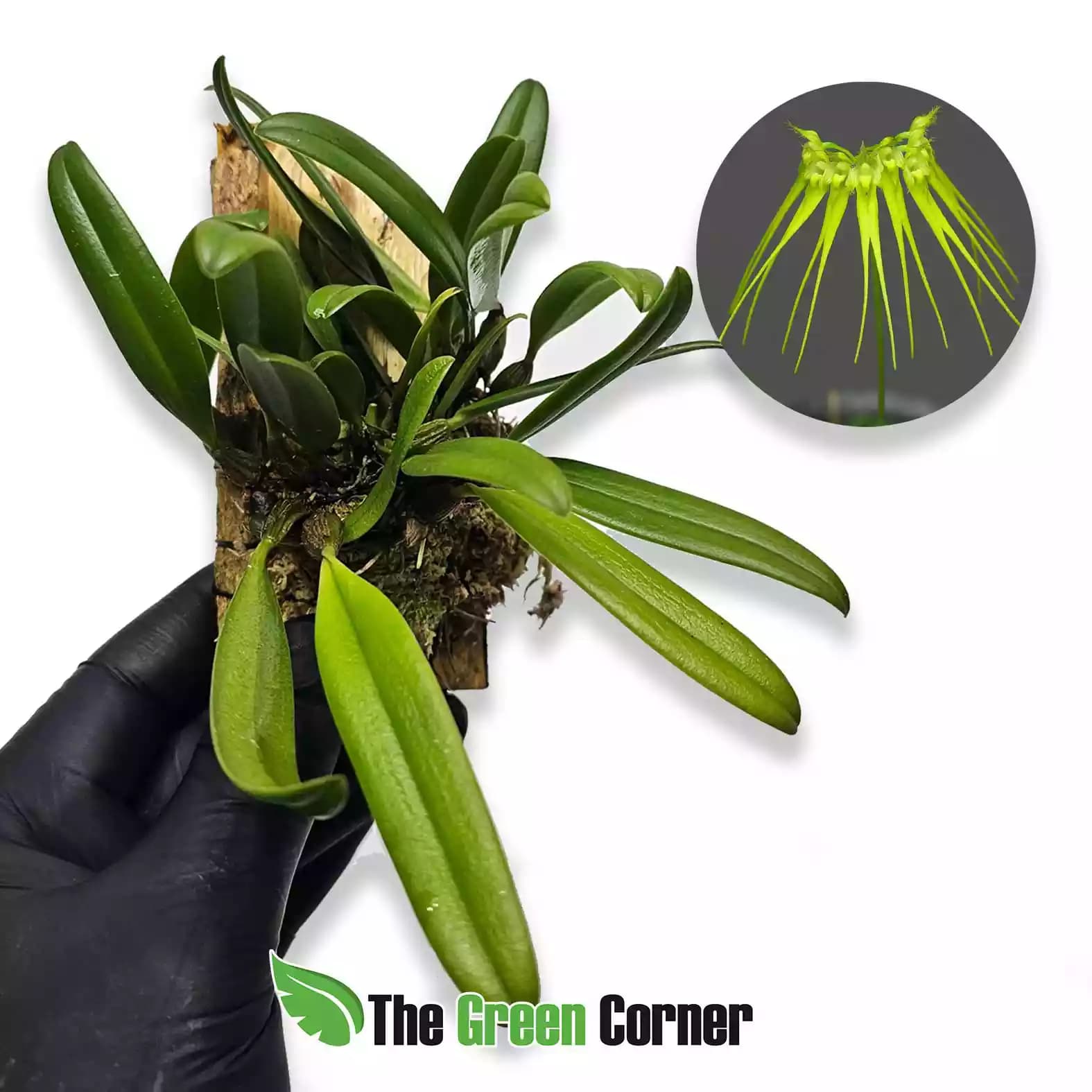 bulbphyllum-pecten-veneris-flavo-general