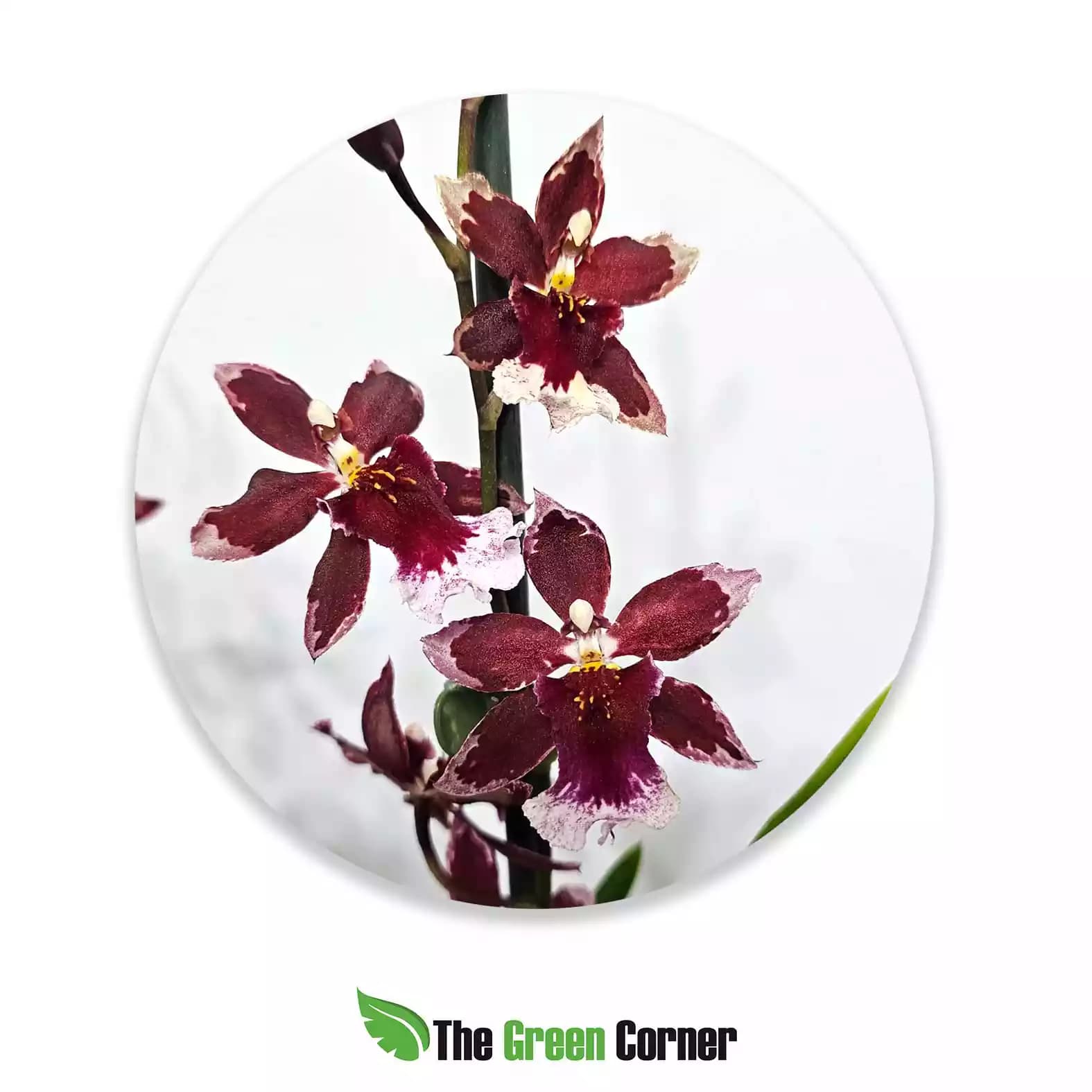 Cambria Hibrida Burregeara Barroco Red