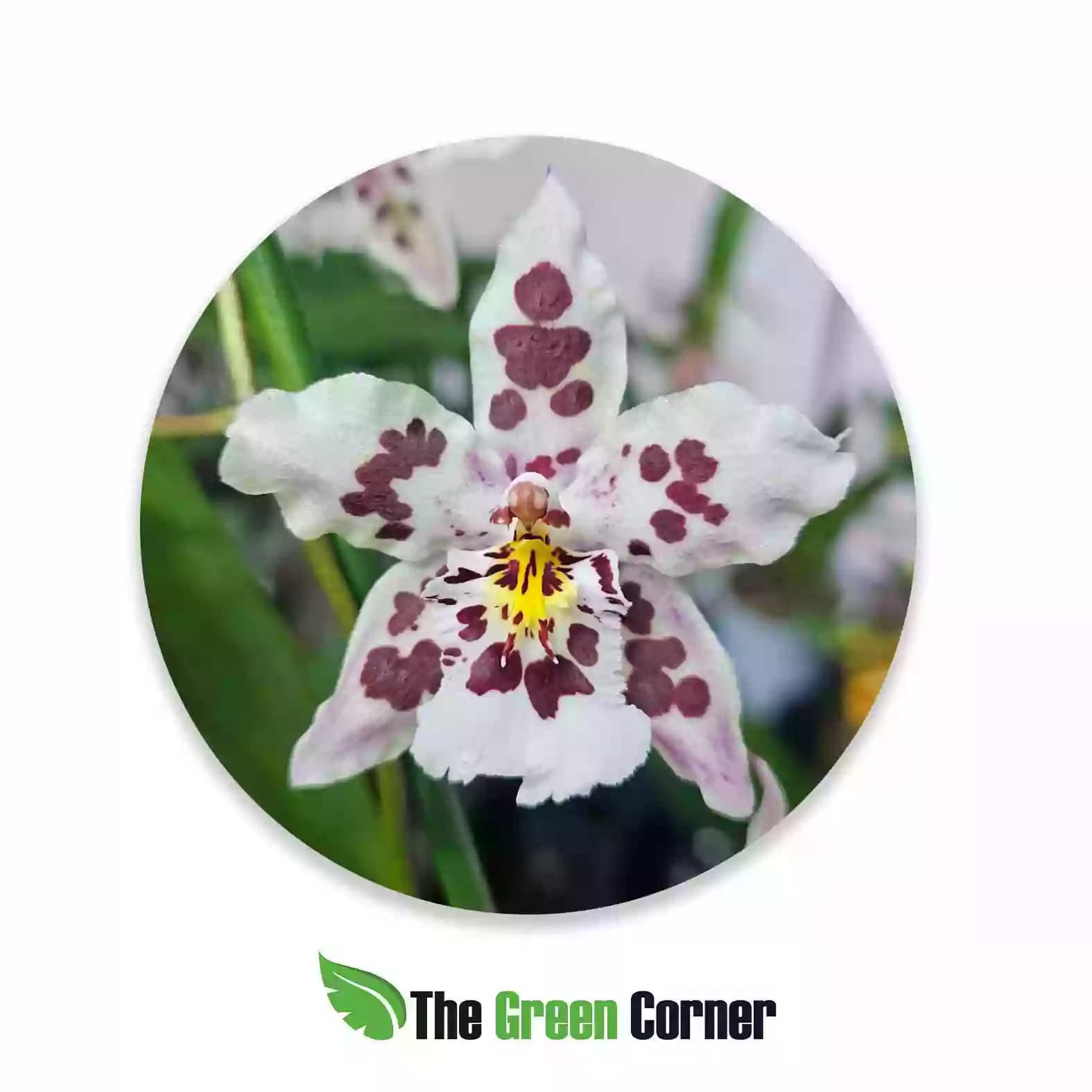 cambria-hibrida-odontoglossum