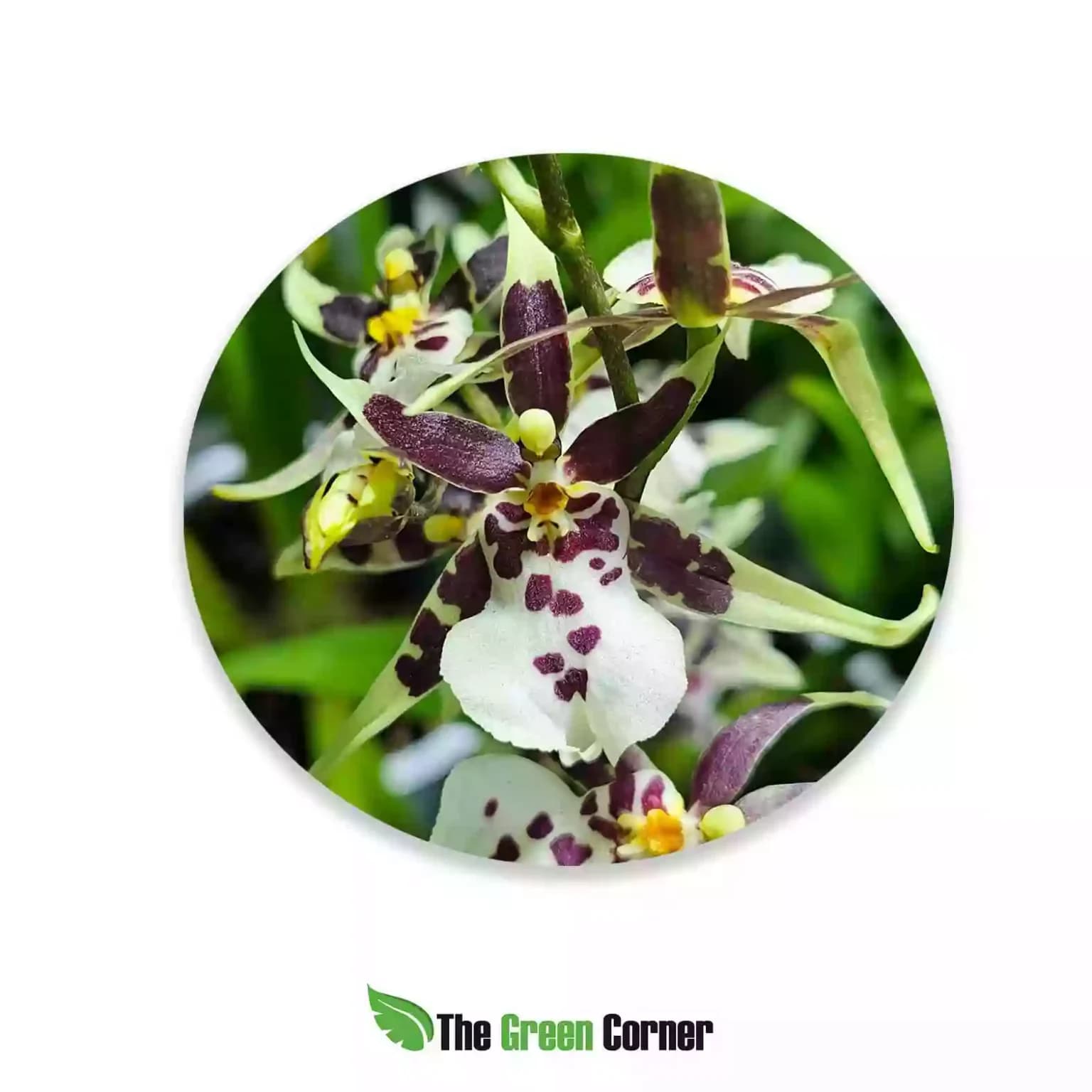 Cambria Hibrida Aliceara Labelo Blanco