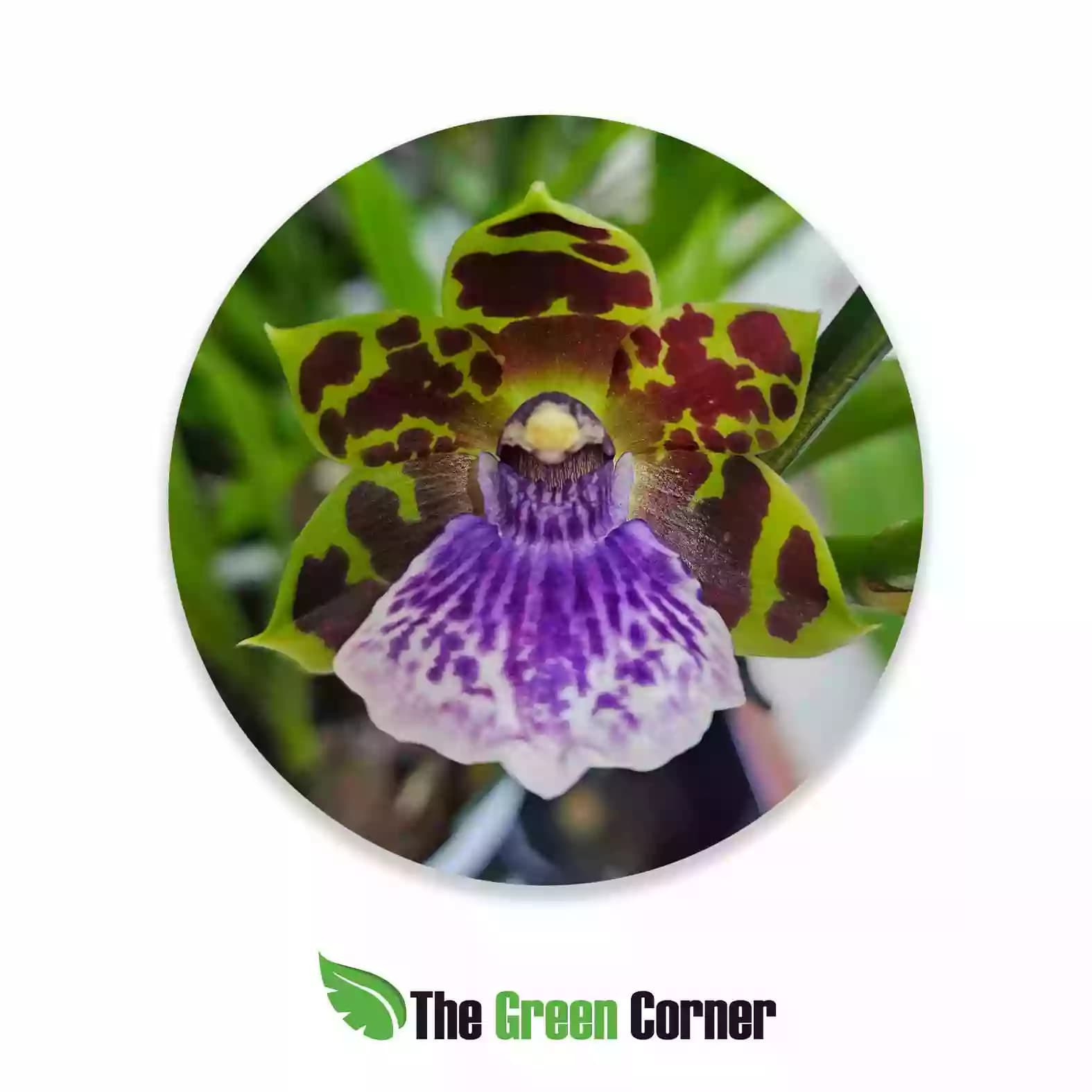 cambria-zygopetalum-azul