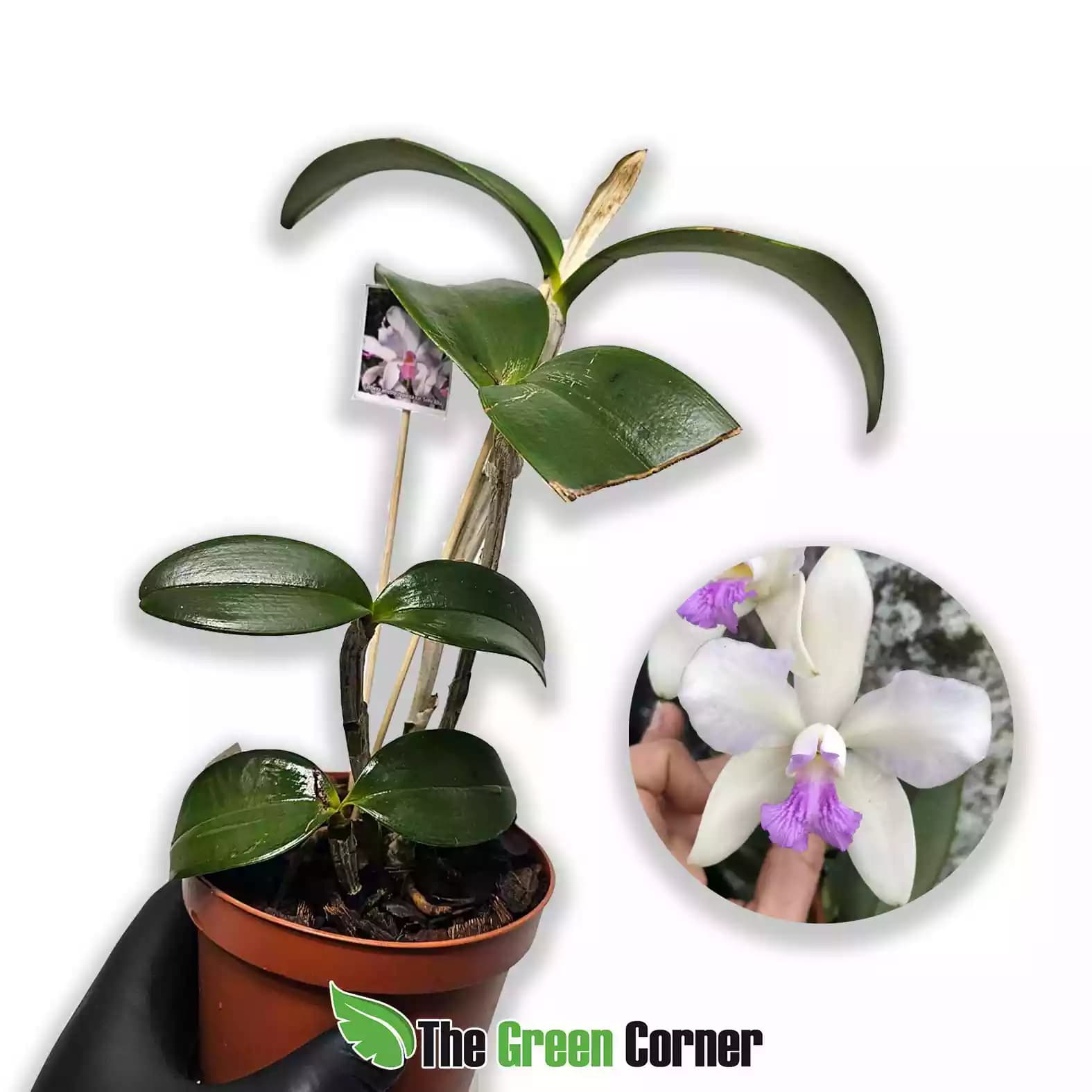 cattleya-amethystoglosa-semi-alba