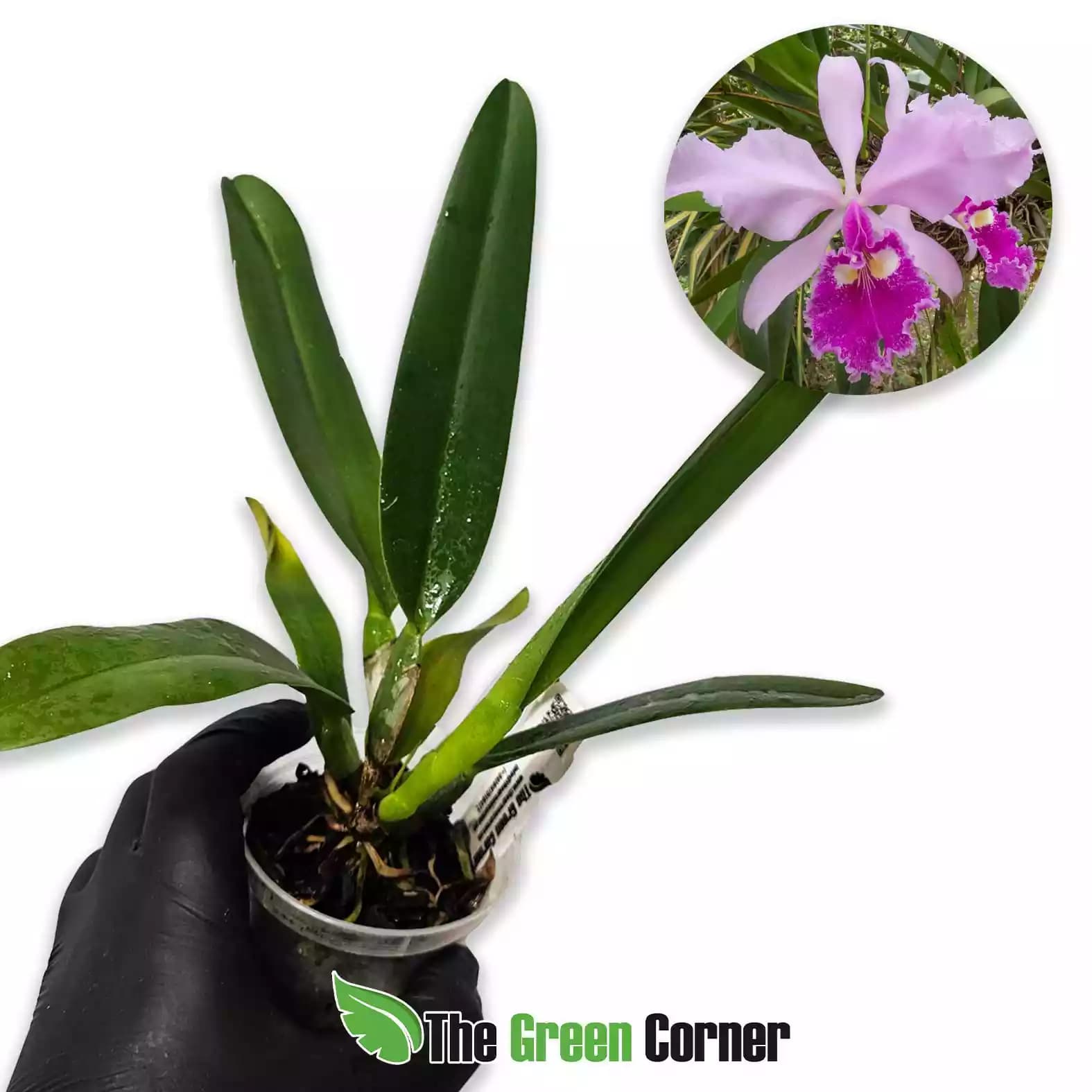 Cattleya gigas (C. warscewiczii)