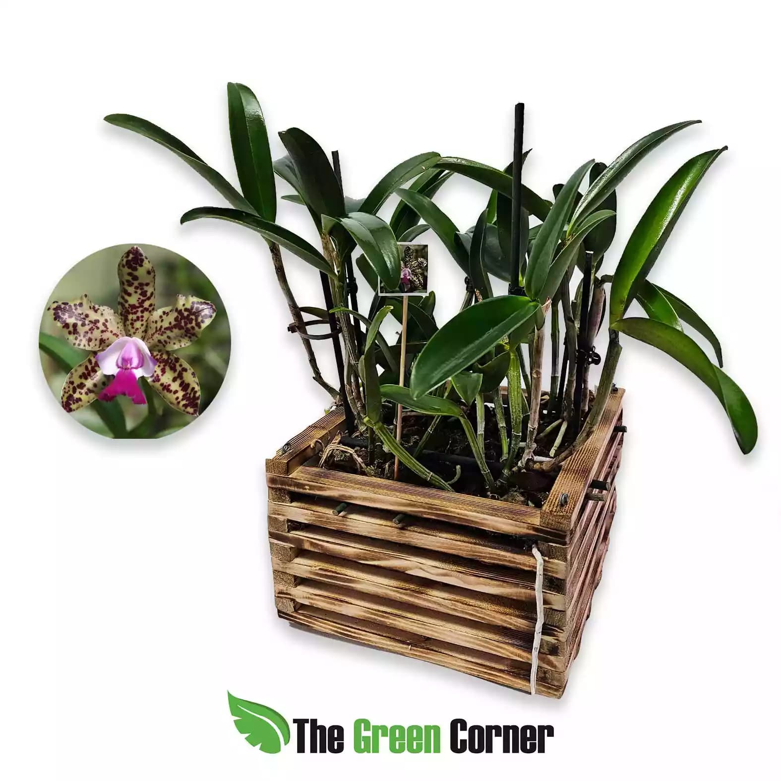 cattleya-green-emerald-orchid-queen-general