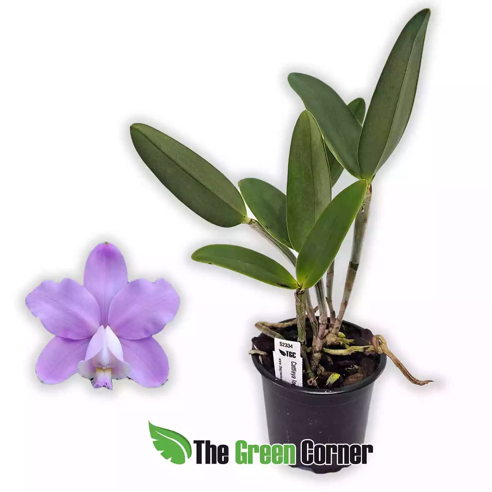cattleya-loddigesii