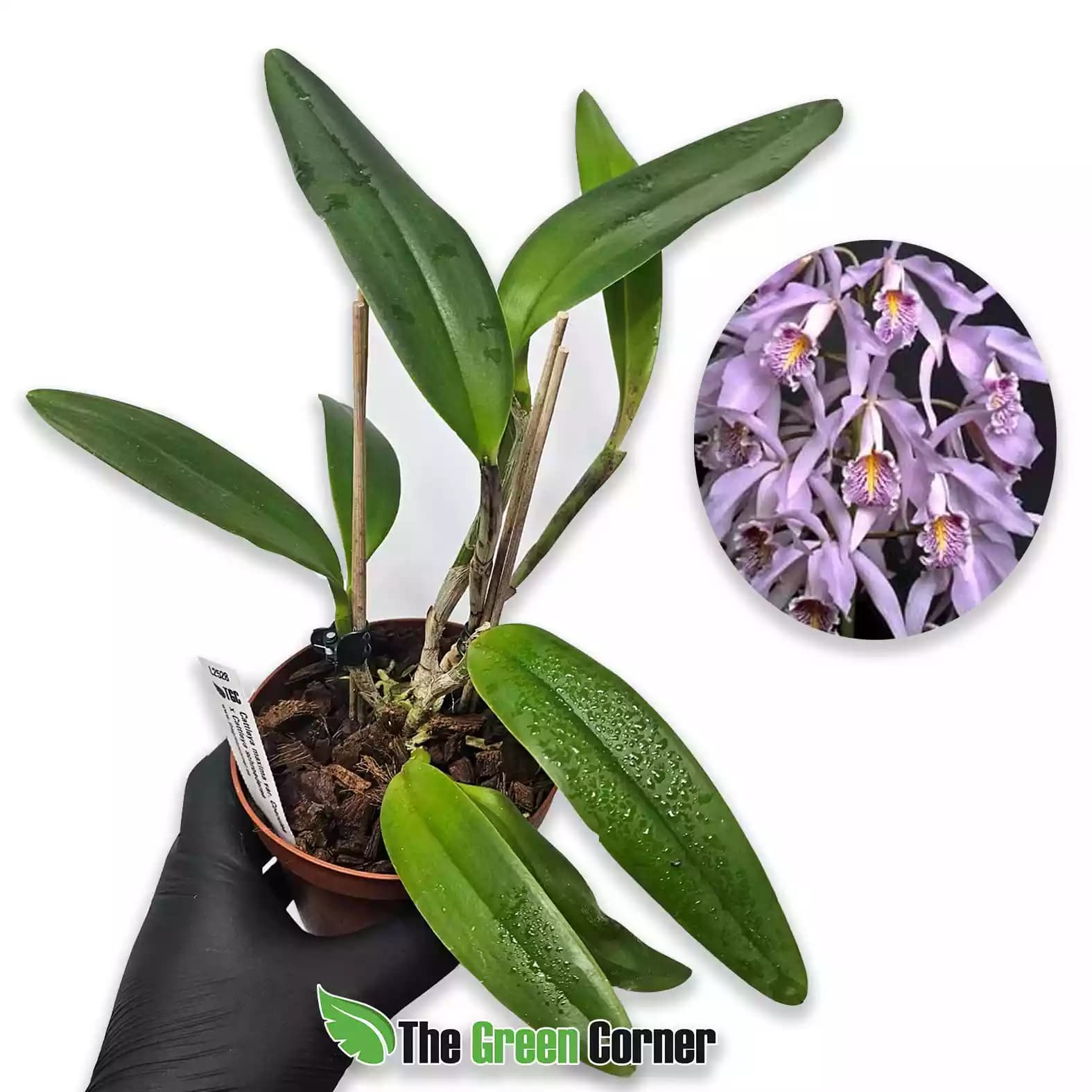Cattleya maxima
