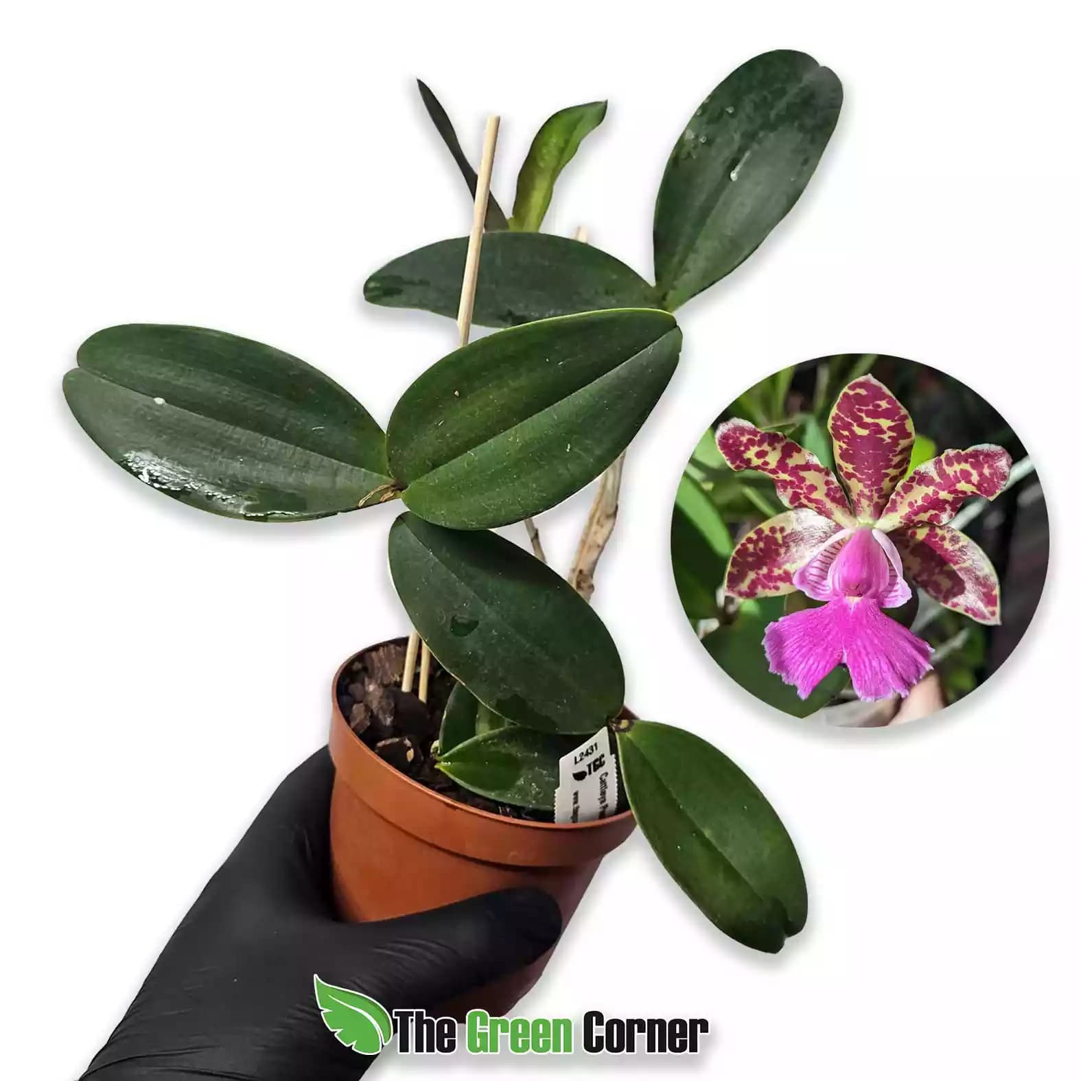 Cattleya Peckaviensis