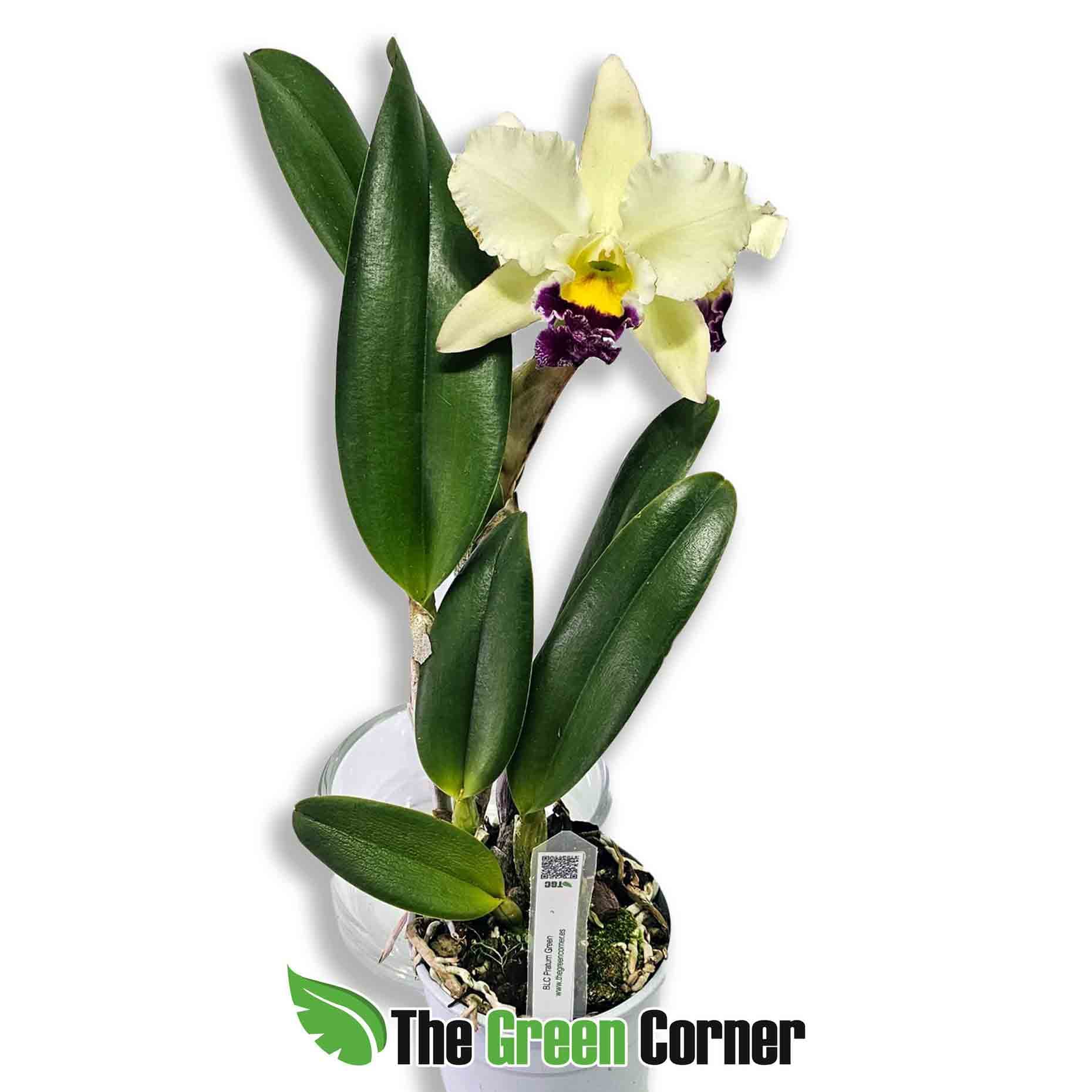 cattleya-pratum-green