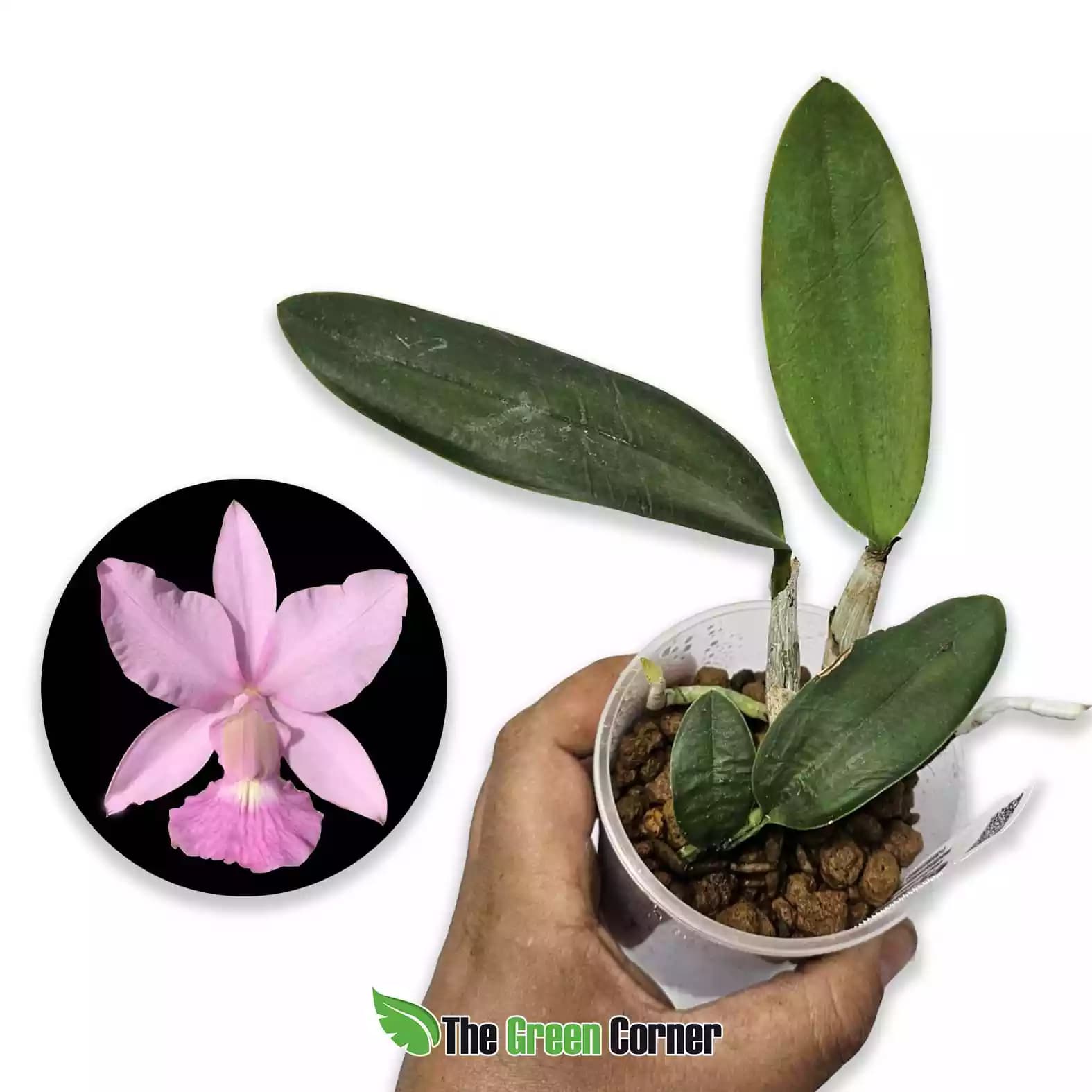 Cattleya walkeriana (Vinicolor x Labeloide)