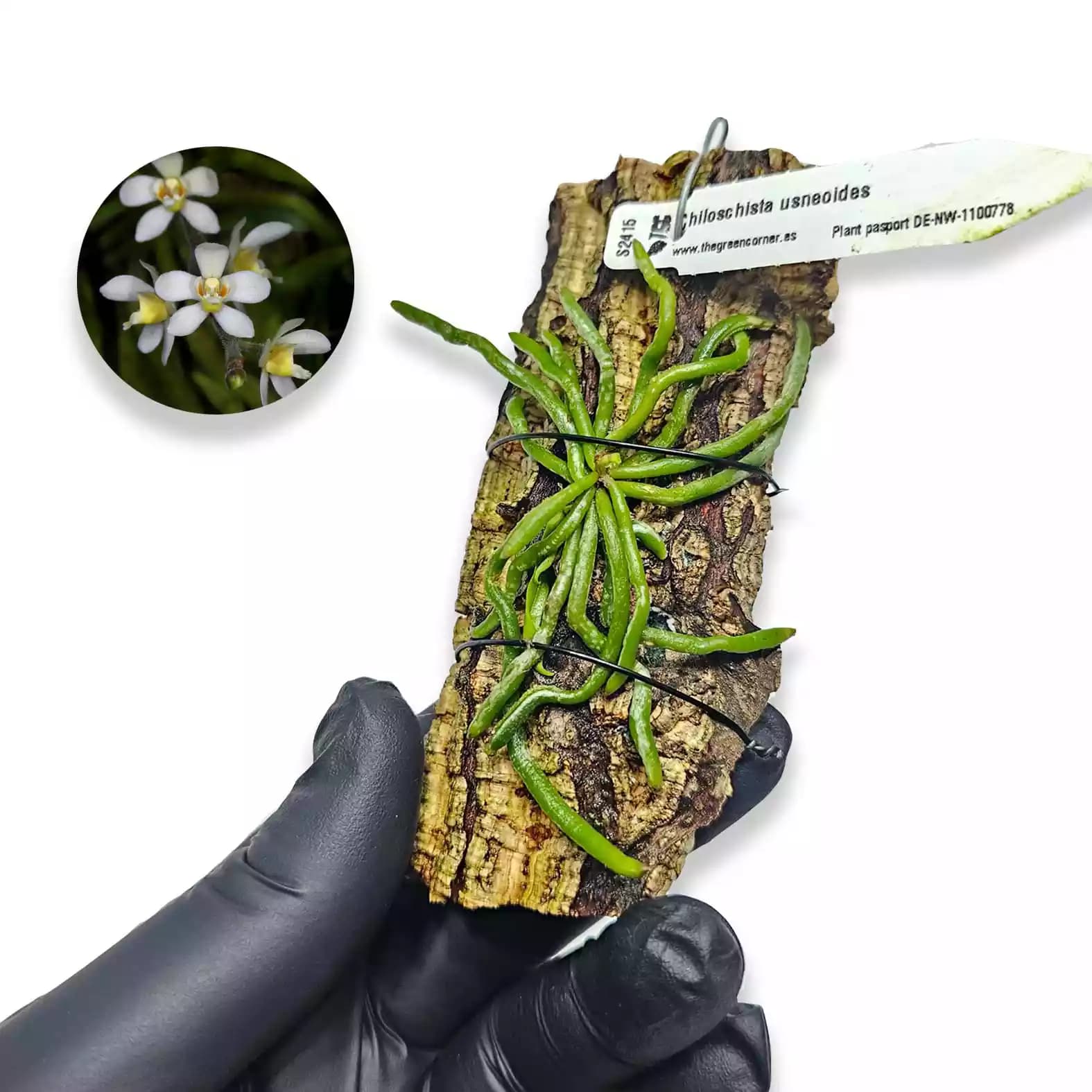 Chiloschista usneoides