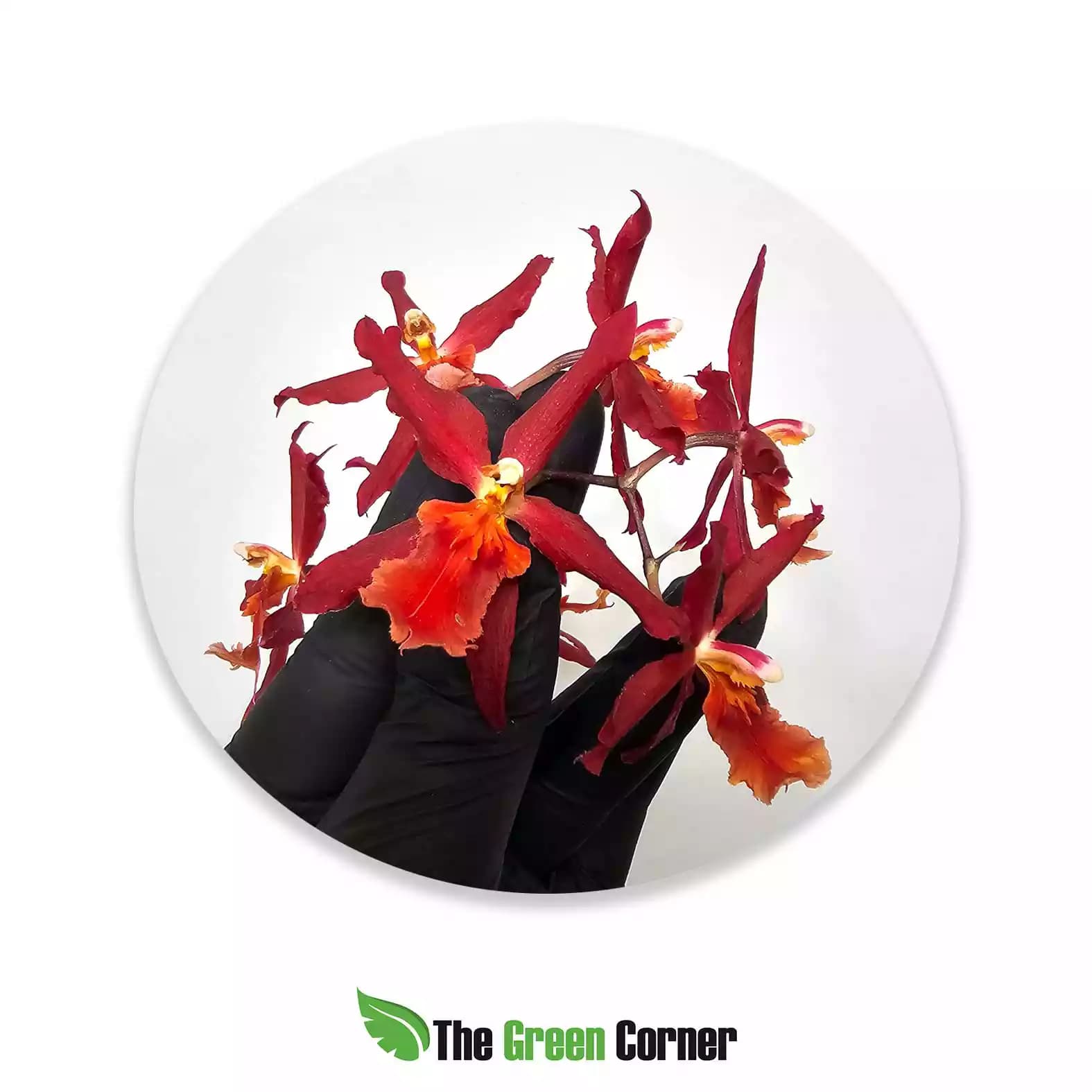 Cambria Hibrida fucsia labelo naranja