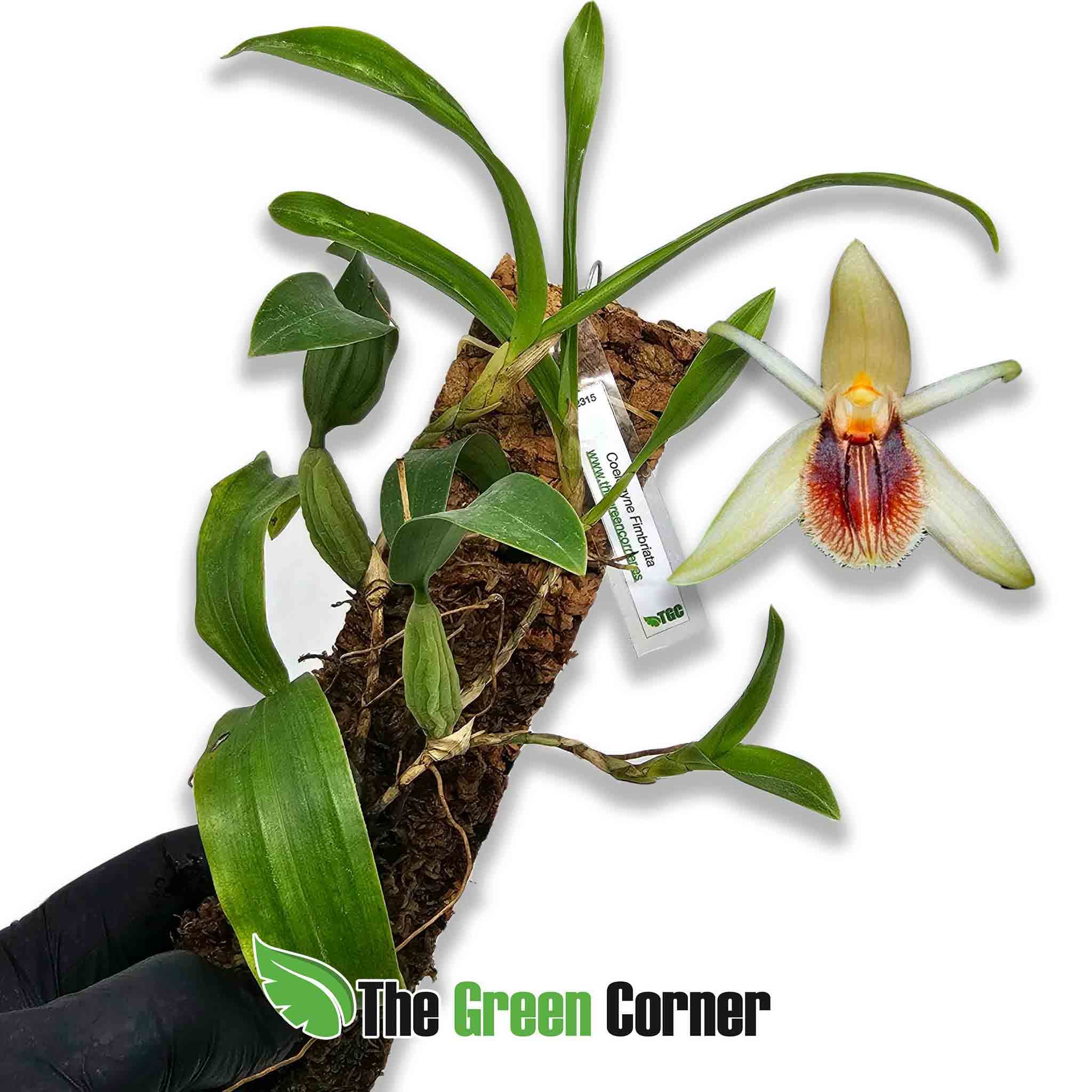 coelogyne-fimbriata
