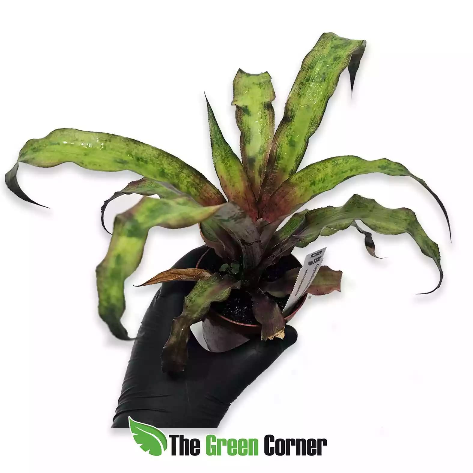 cryptanthus-biccitatus-red