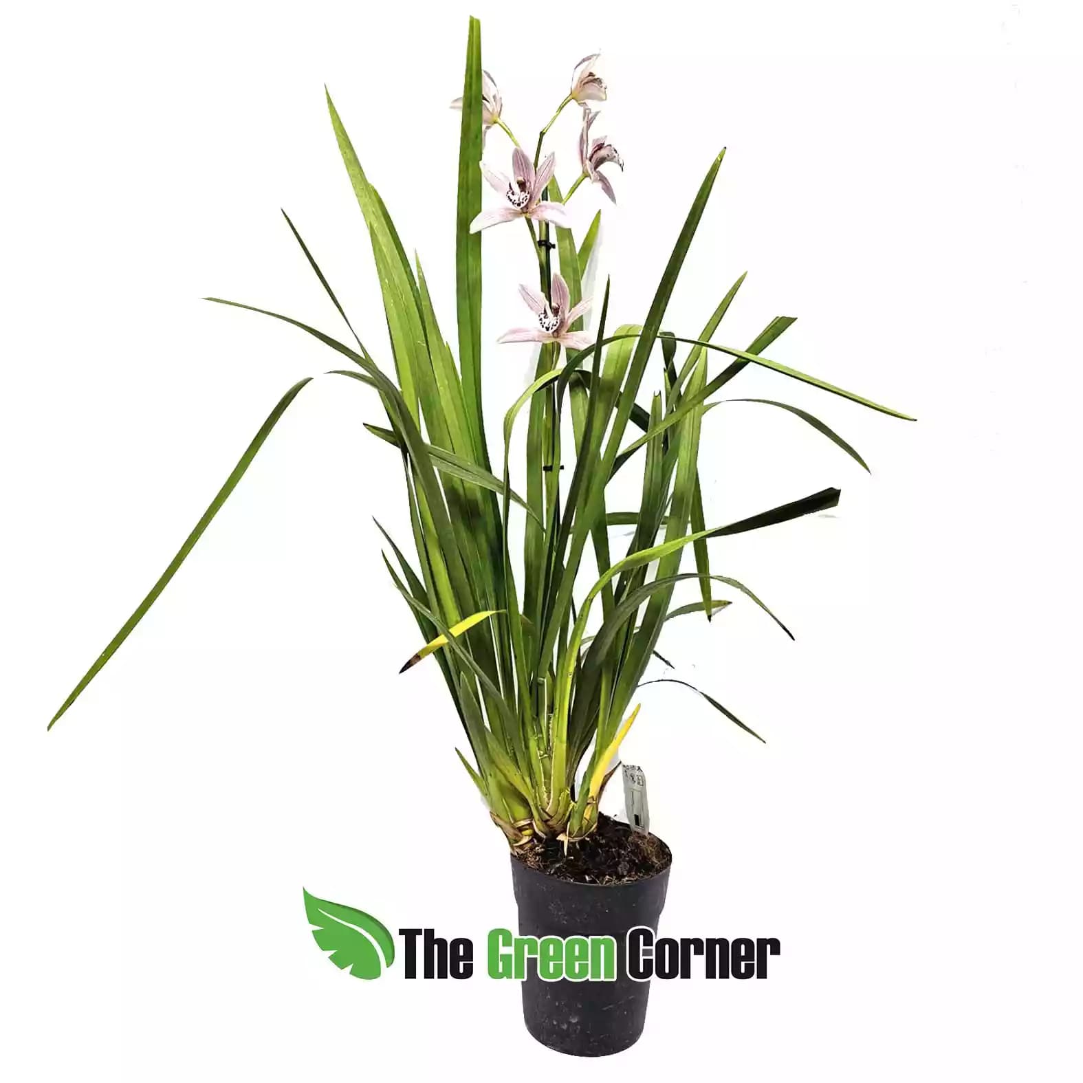 Cymbidium híbrido Salmon labelo punteado