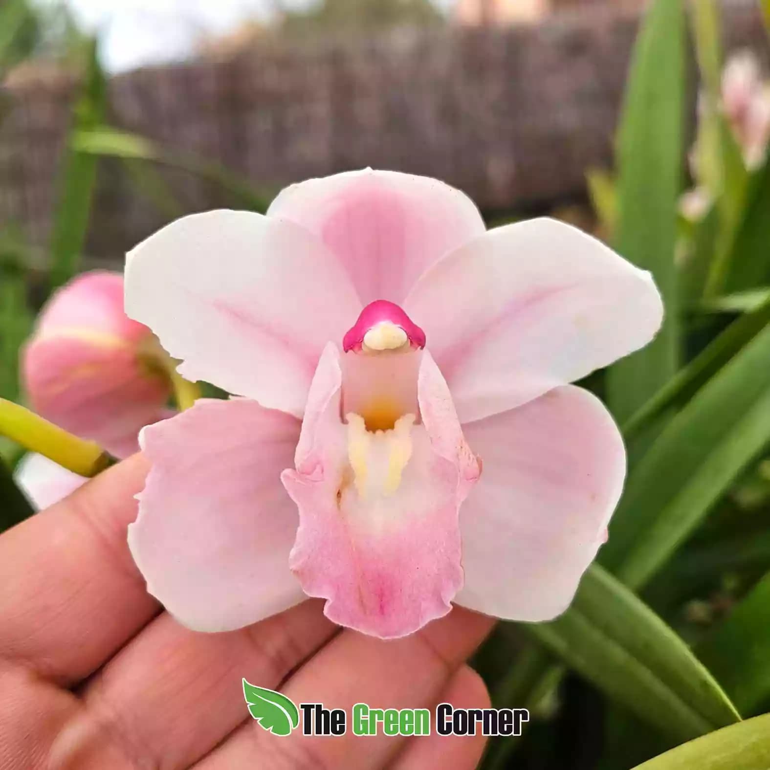 cymbidium-Rosa-suave