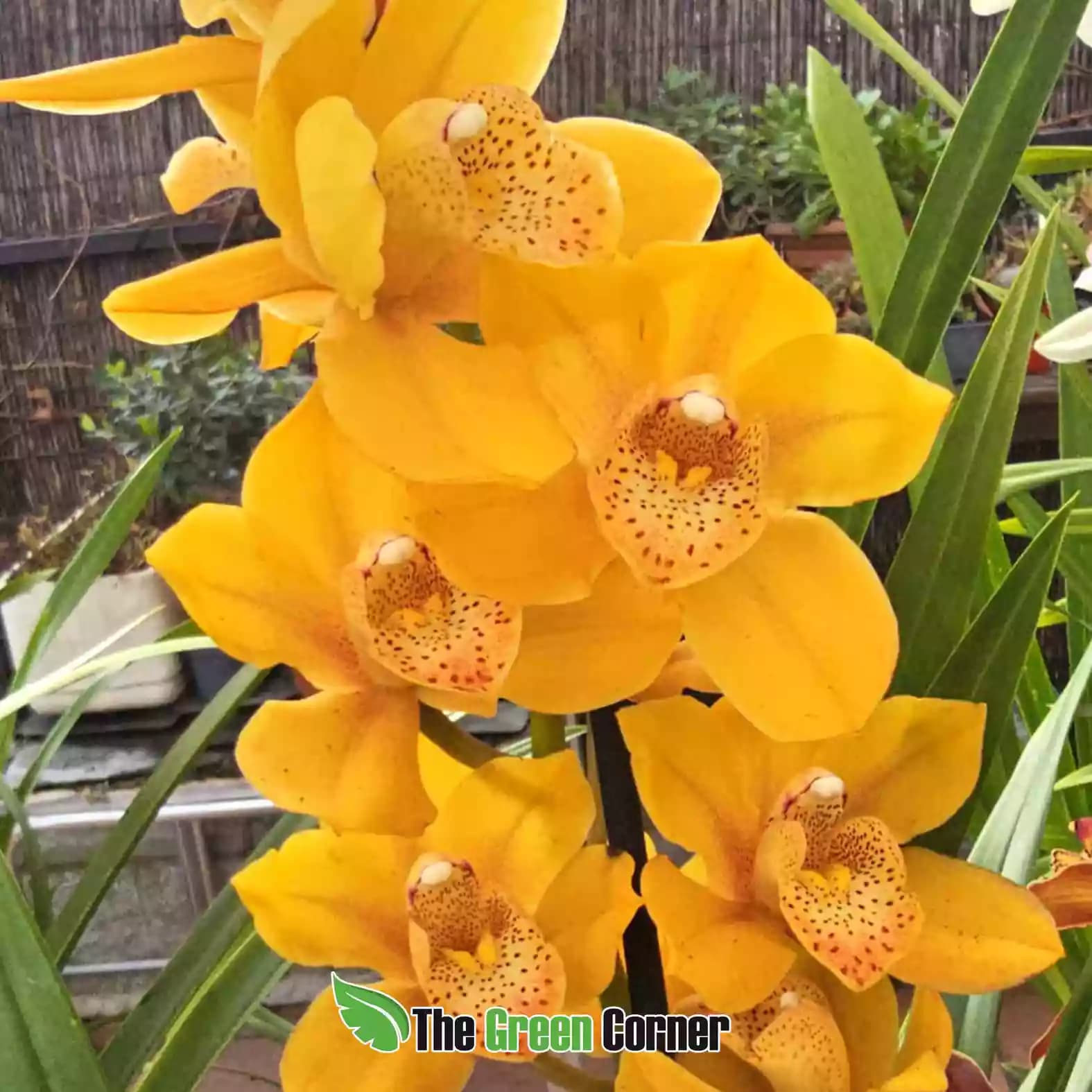 cymbidium-amarillo-labelo-moteado