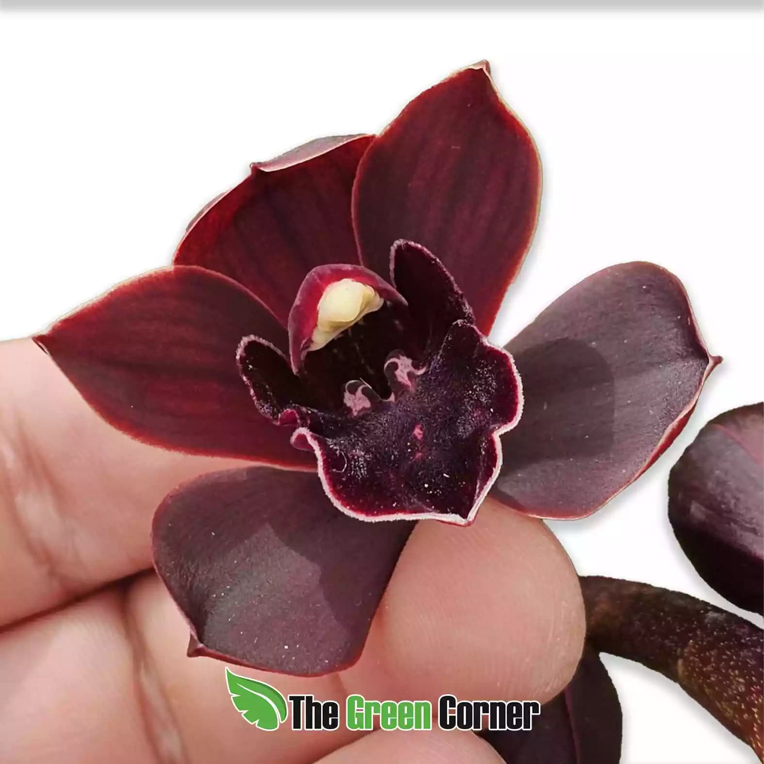 cymbidium-cali-night-flor