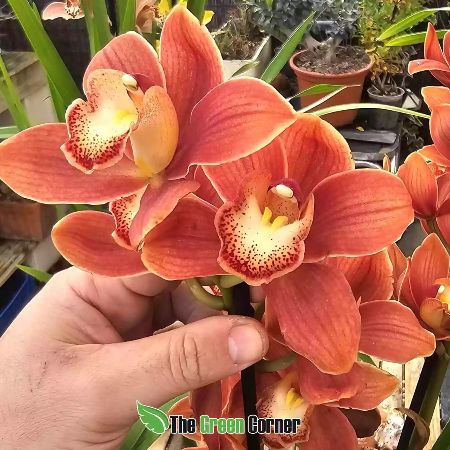 cymbidium-rojo-labelo-moteado