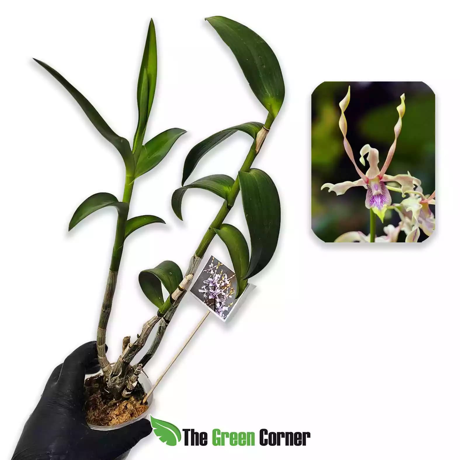 dendrobium-helix-dr-uthai