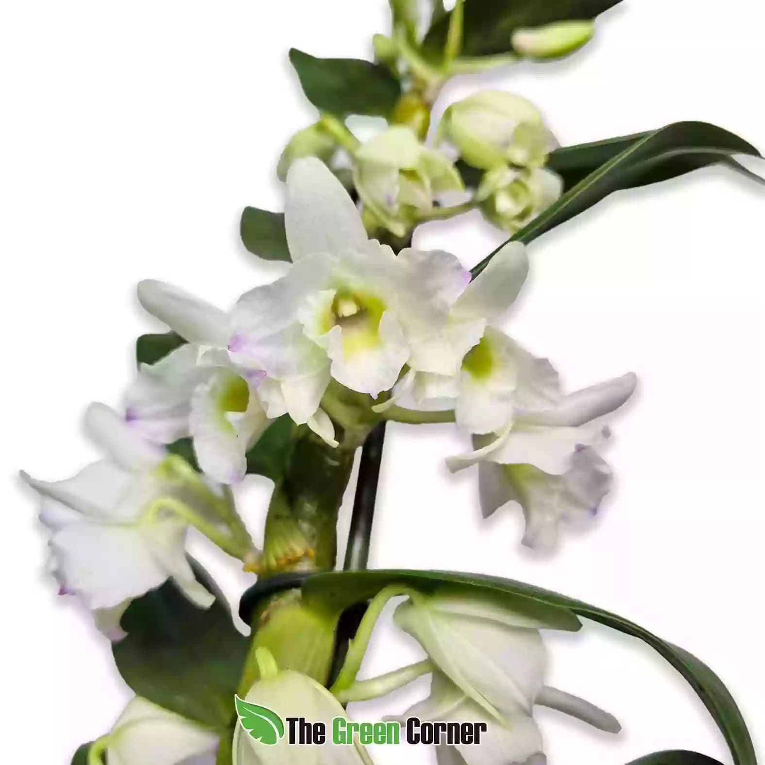 deendrobium-nobile-blanco-general