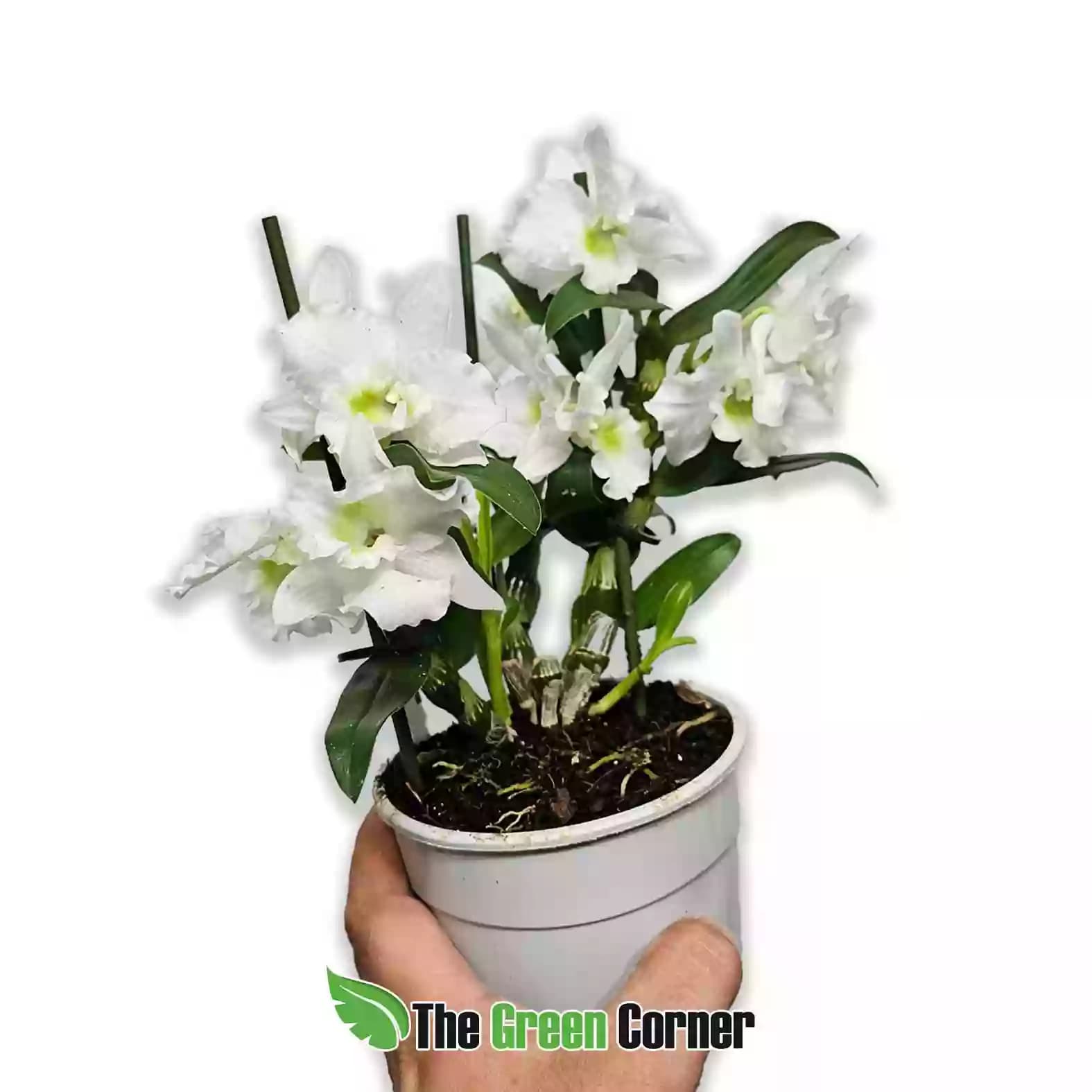 dendrobium-nobile-blanco-general