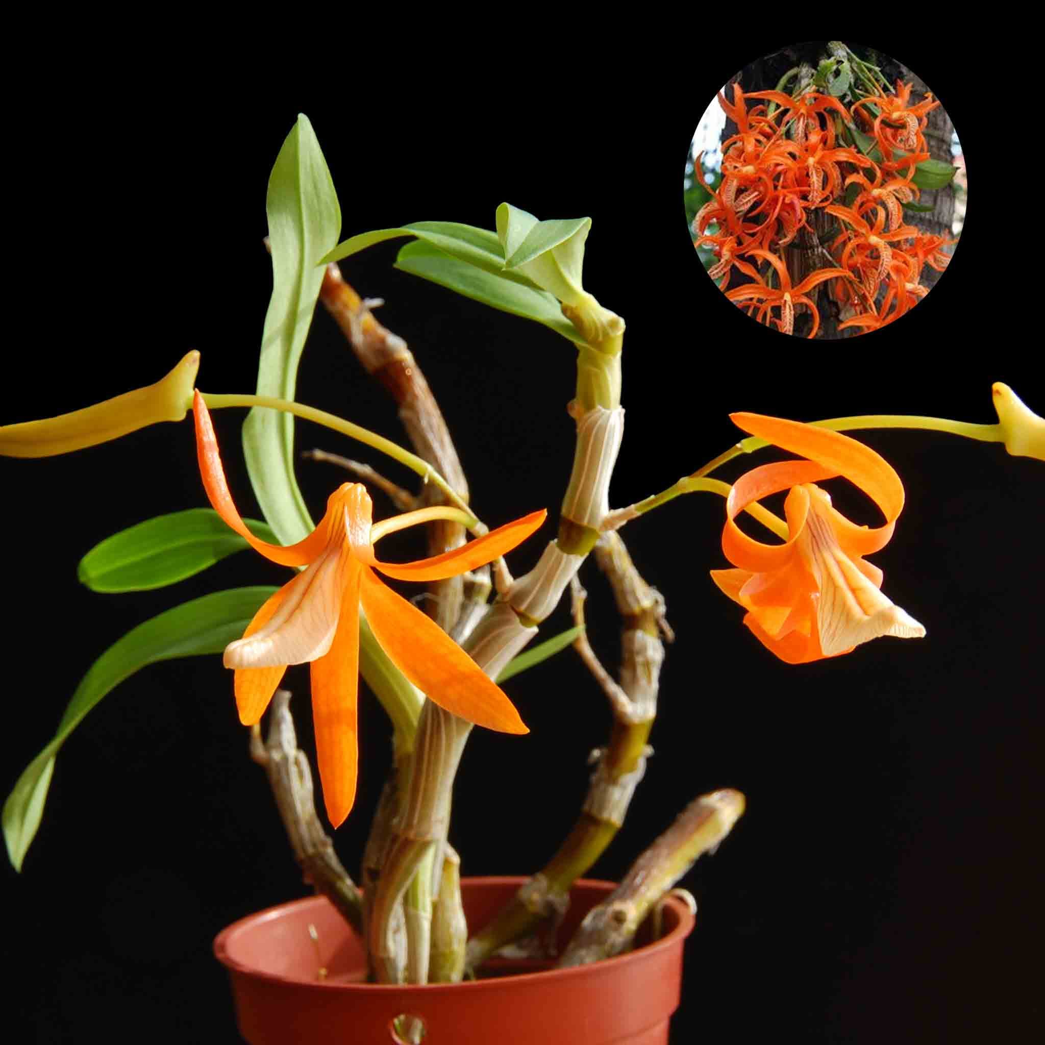 dendrobium-unicum