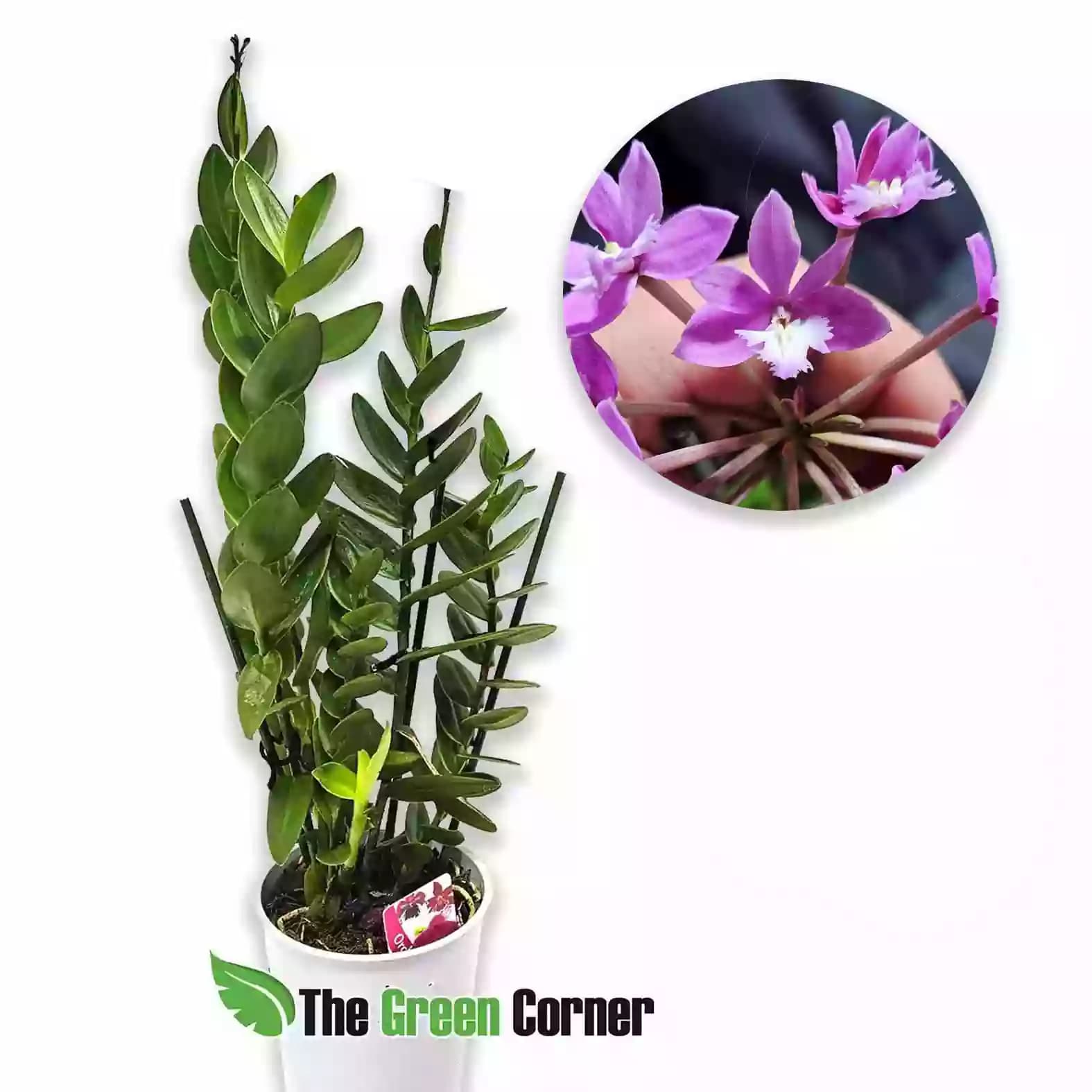 epidendrum-lila