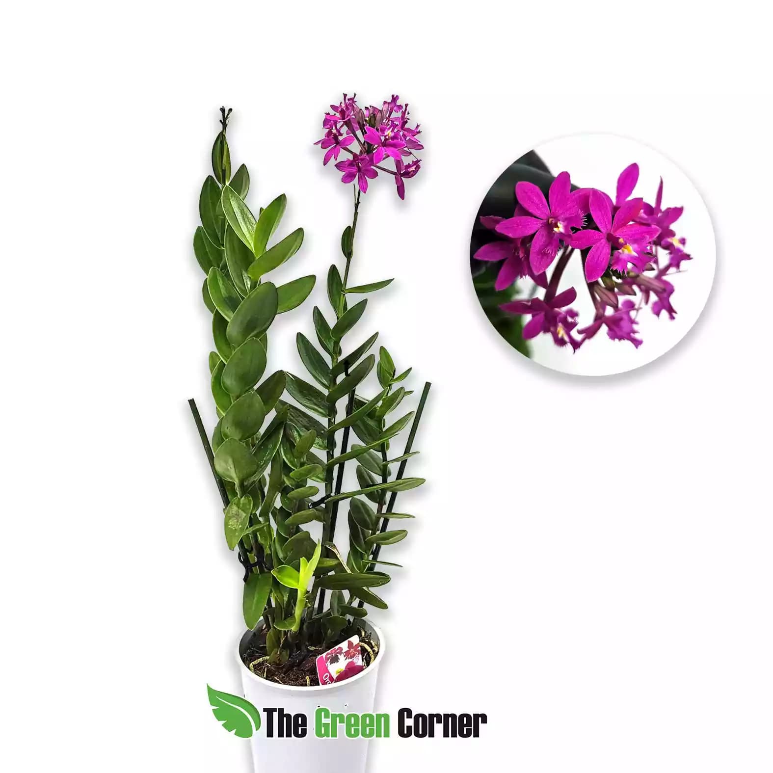 epidendrum-purple