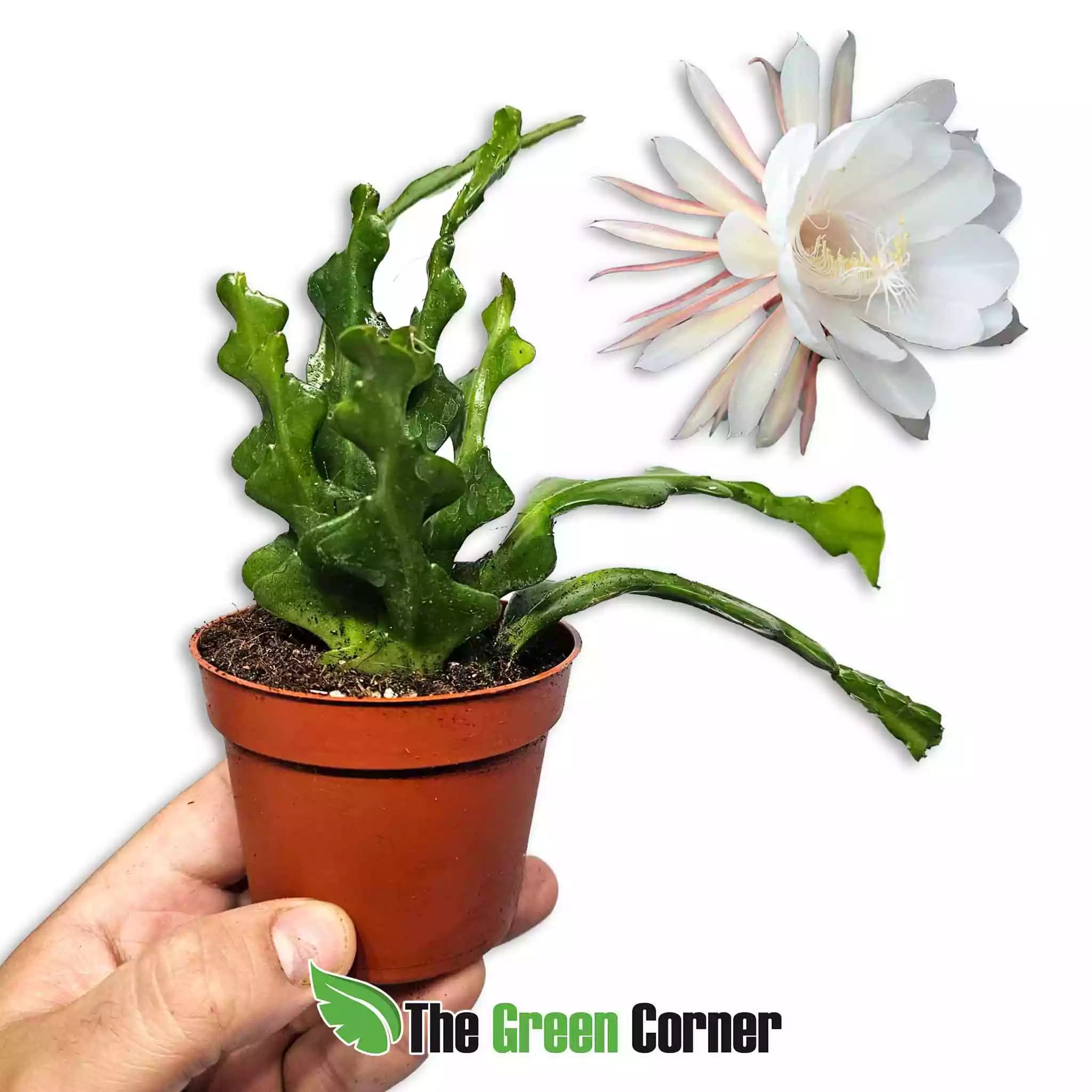 epiphyllum-anguliger-1
