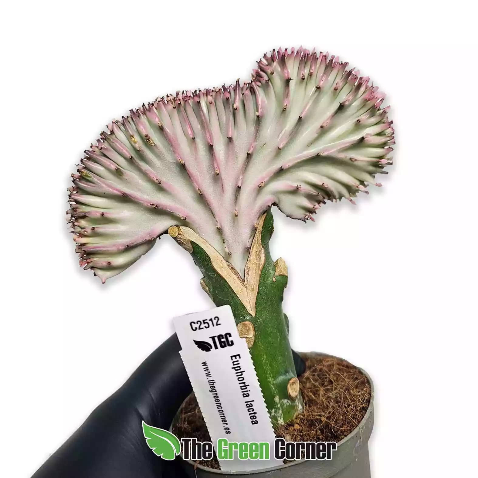 euphorbia-lactea-ccristata