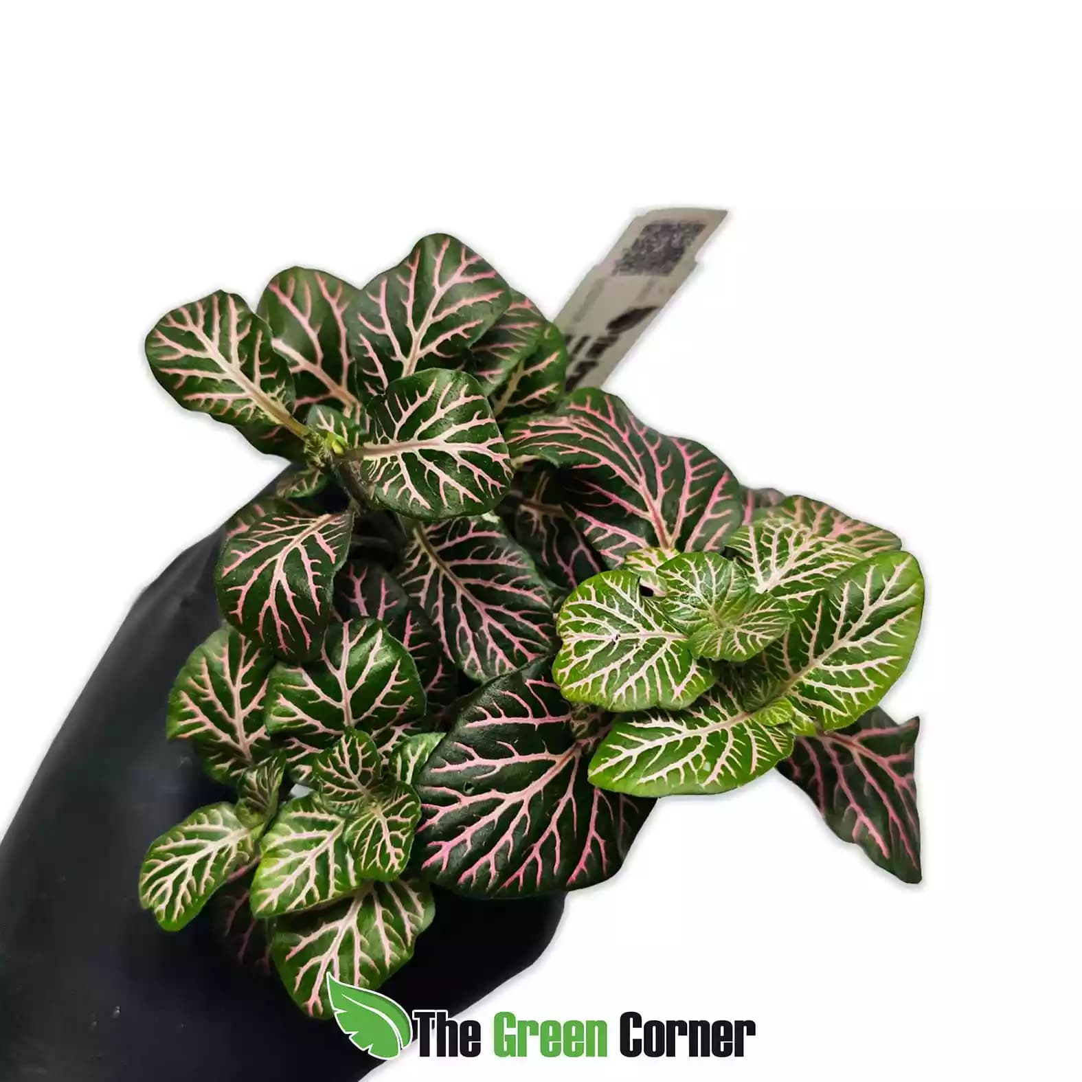 fittonia-dark-green