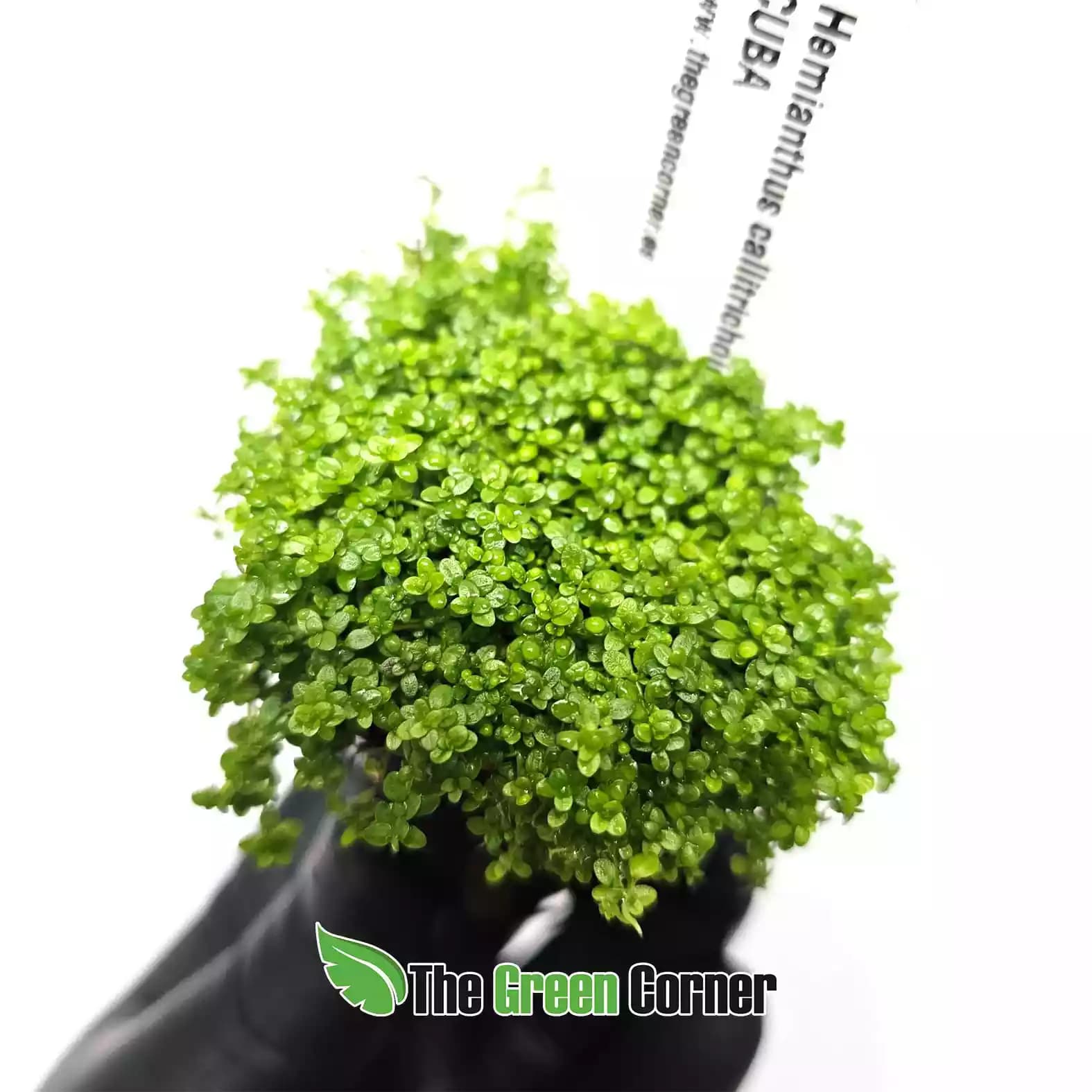hemianthus-callitrichoides-cuba
