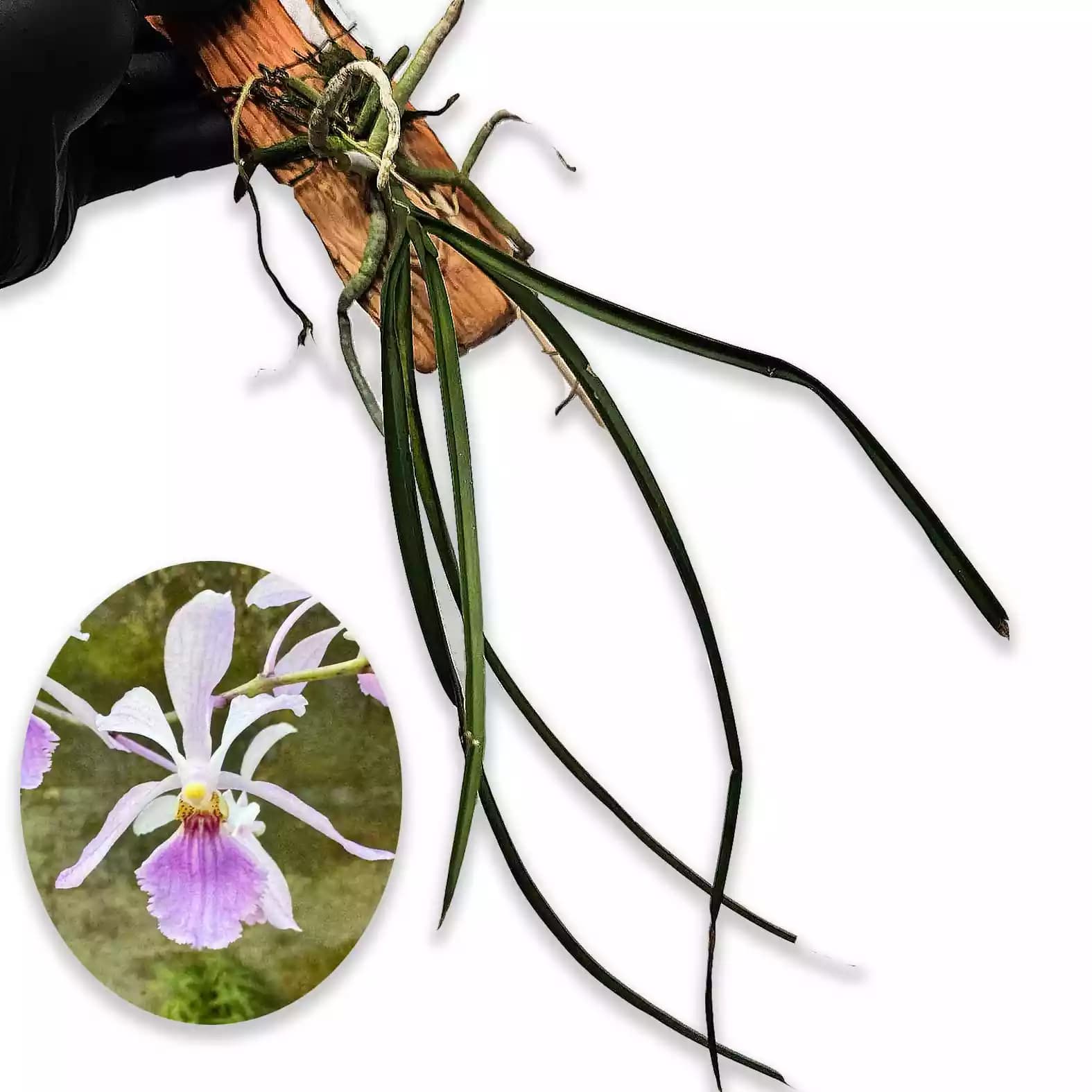 holcoglosum-x-vanda-coerulea