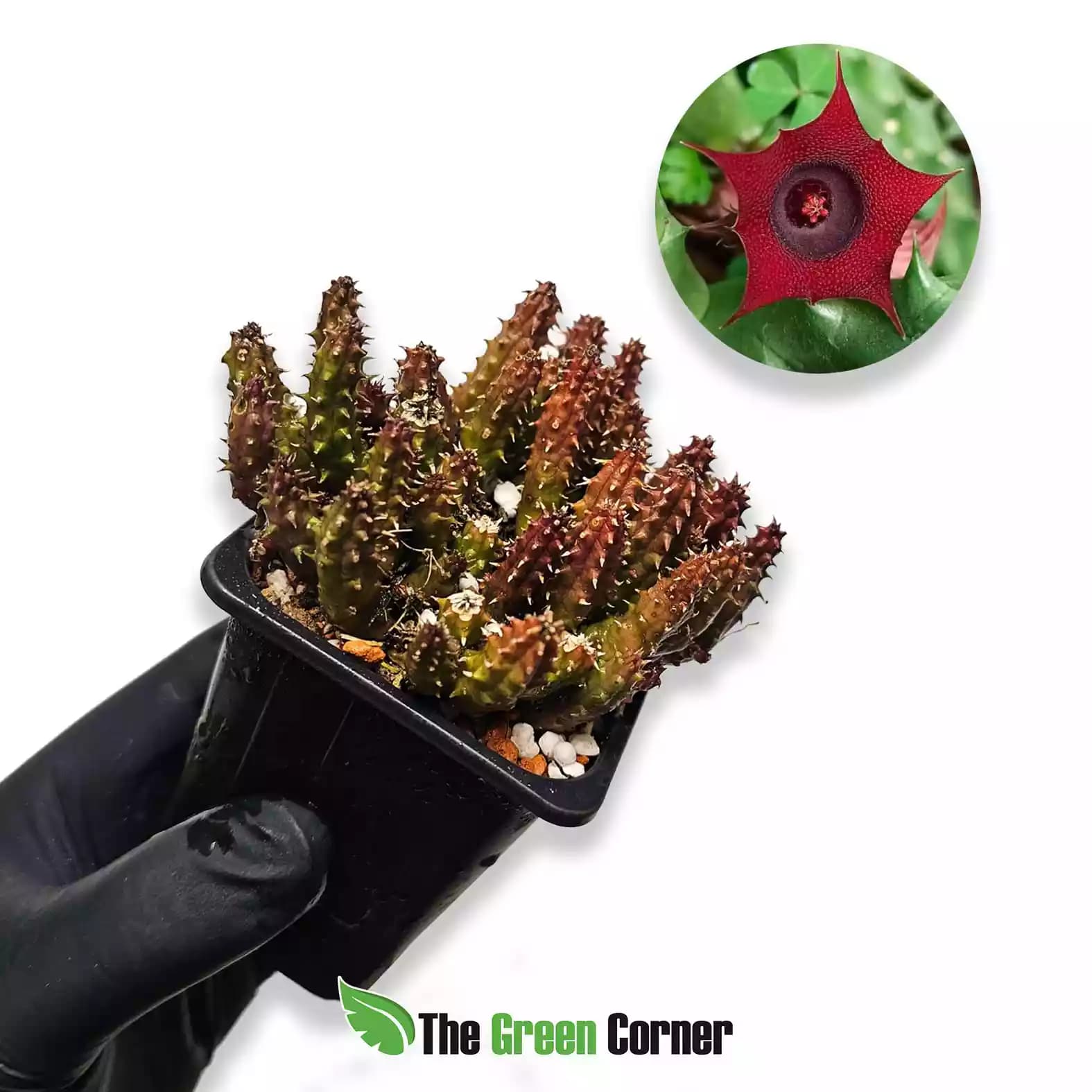 Huernia schneideriana