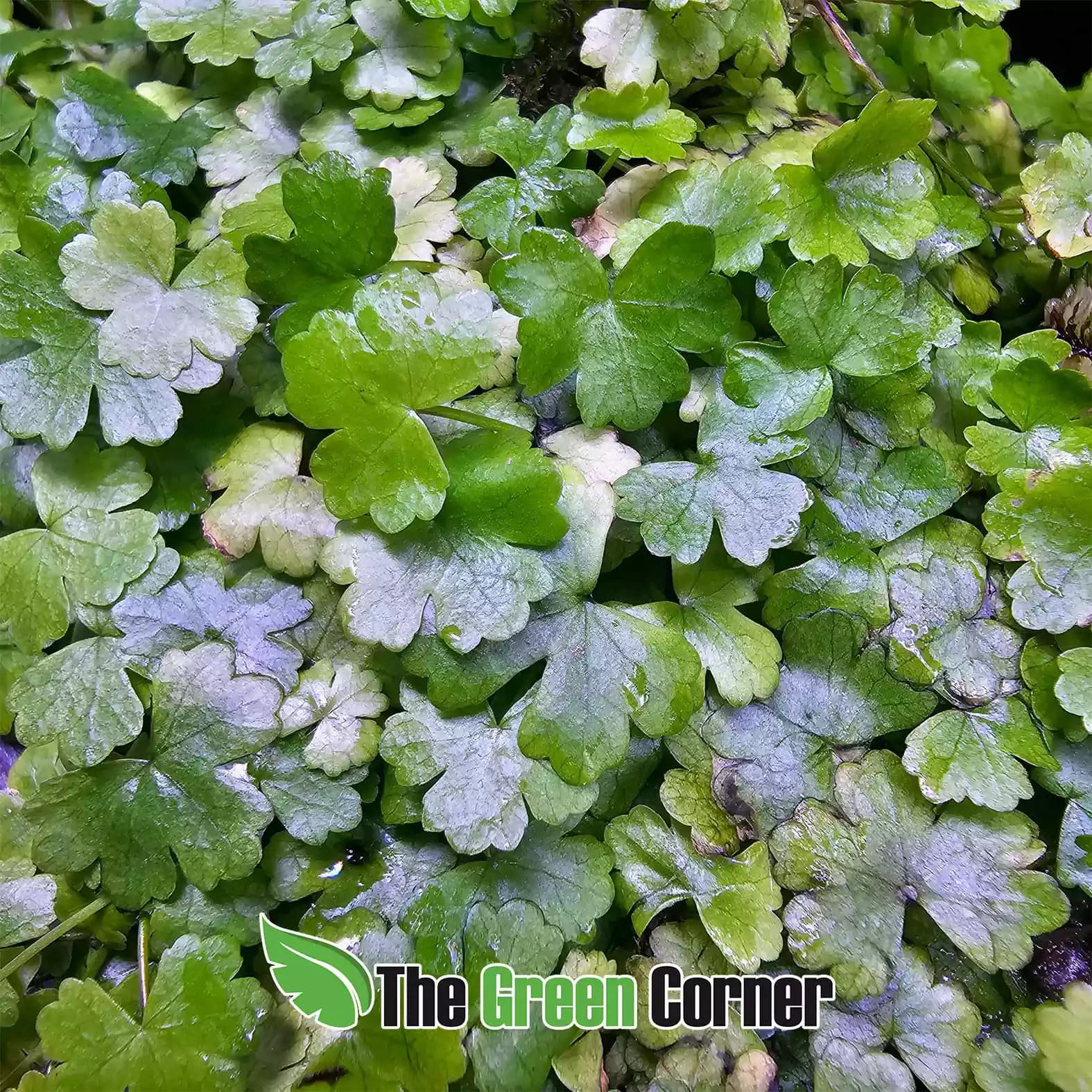 hydrocotyle-tripartita-general-2