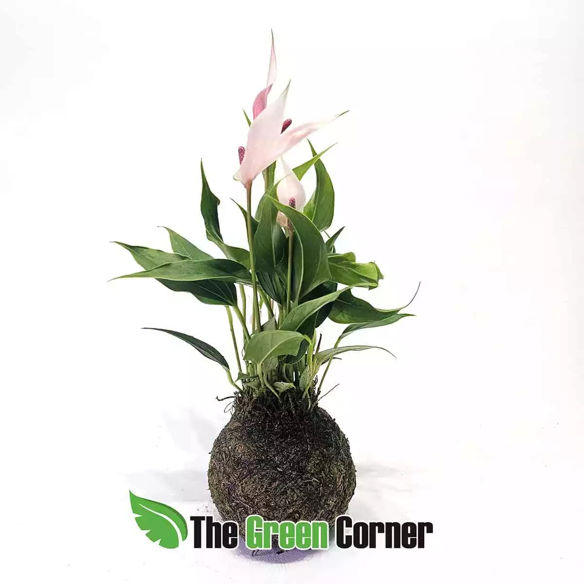 kokedama-spatiphyllum-frontal