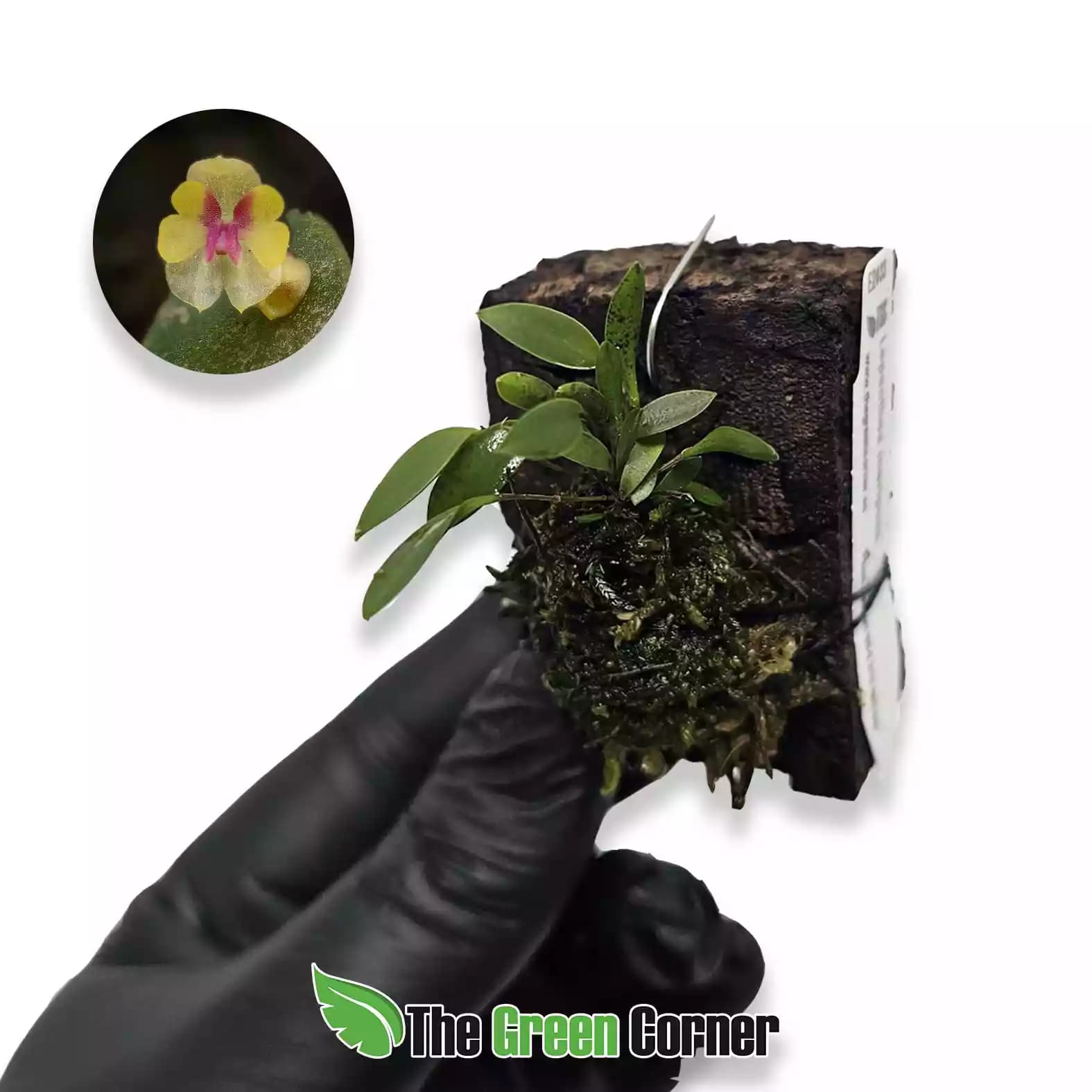lepanthes-mariposa