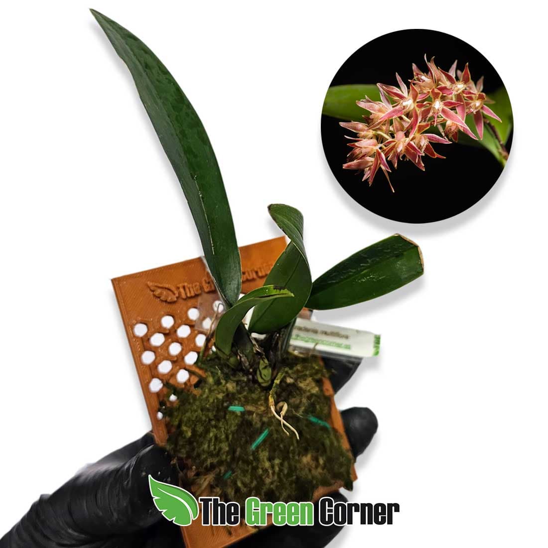 macradenia-multiflora