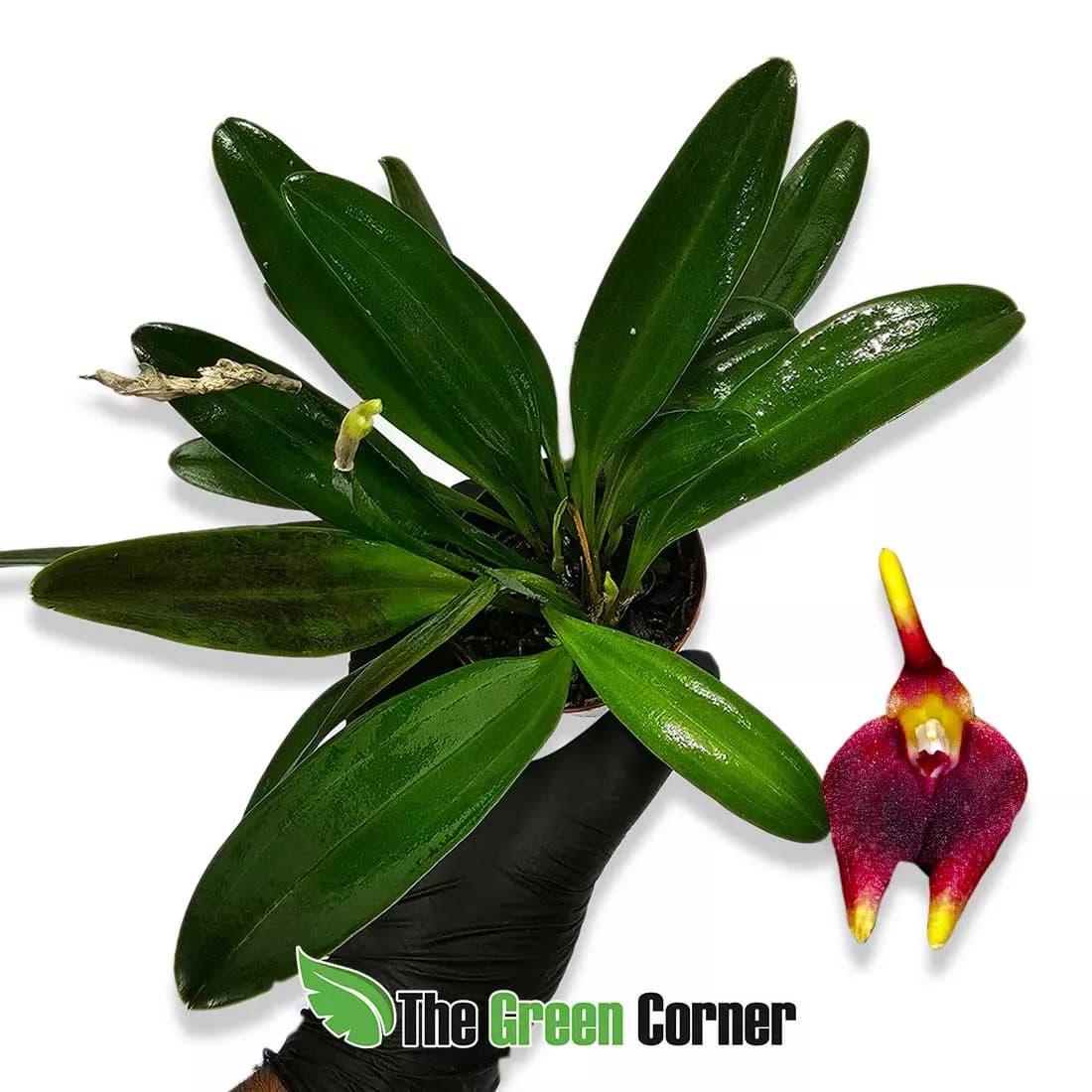 masdevallia-carnosa