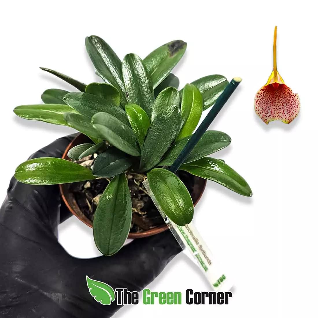 masdevallia-floribunda