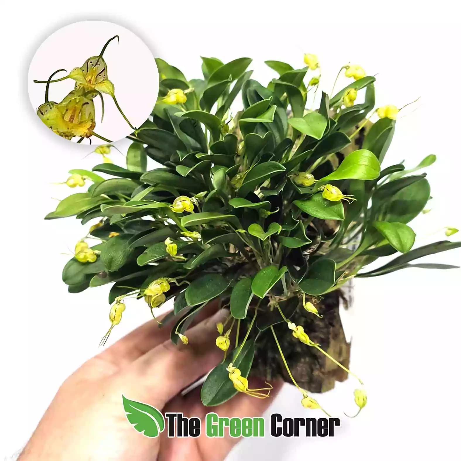 masdevallia-nidifica-alba-con-foto