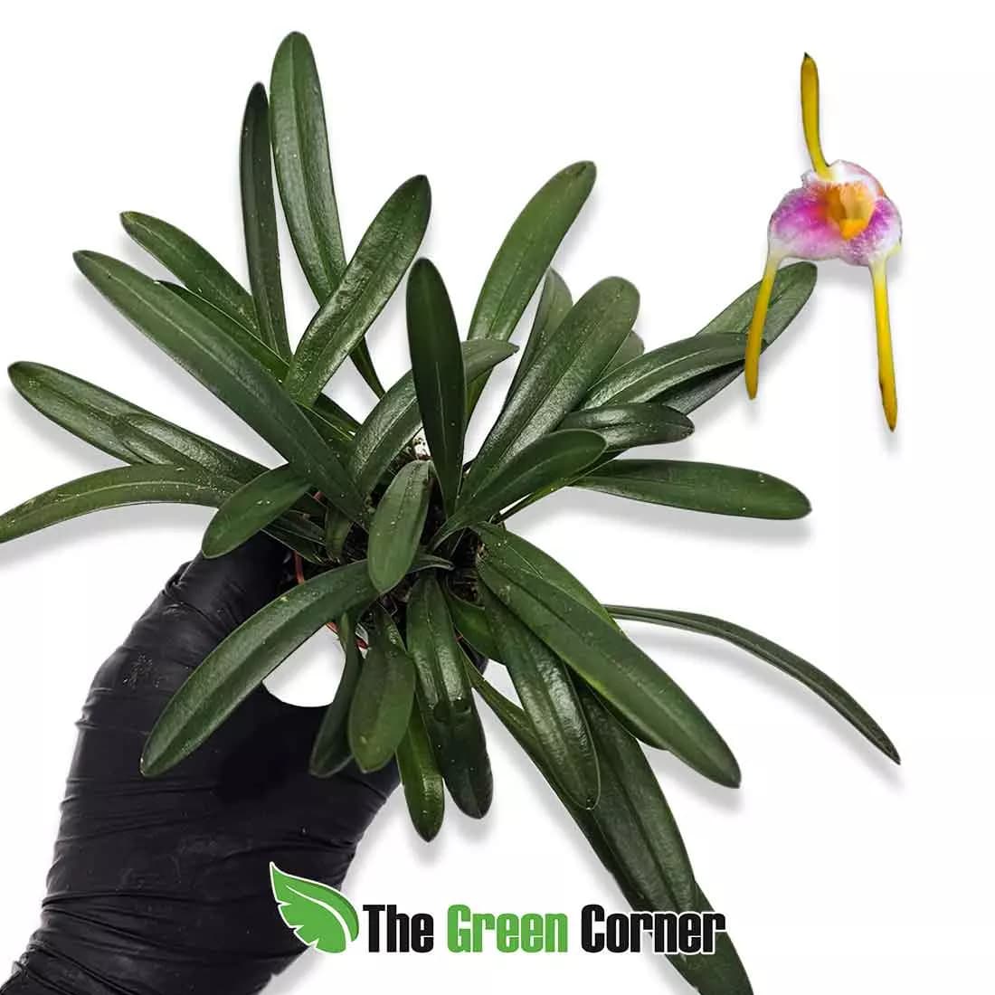 masdevallia-paiveana